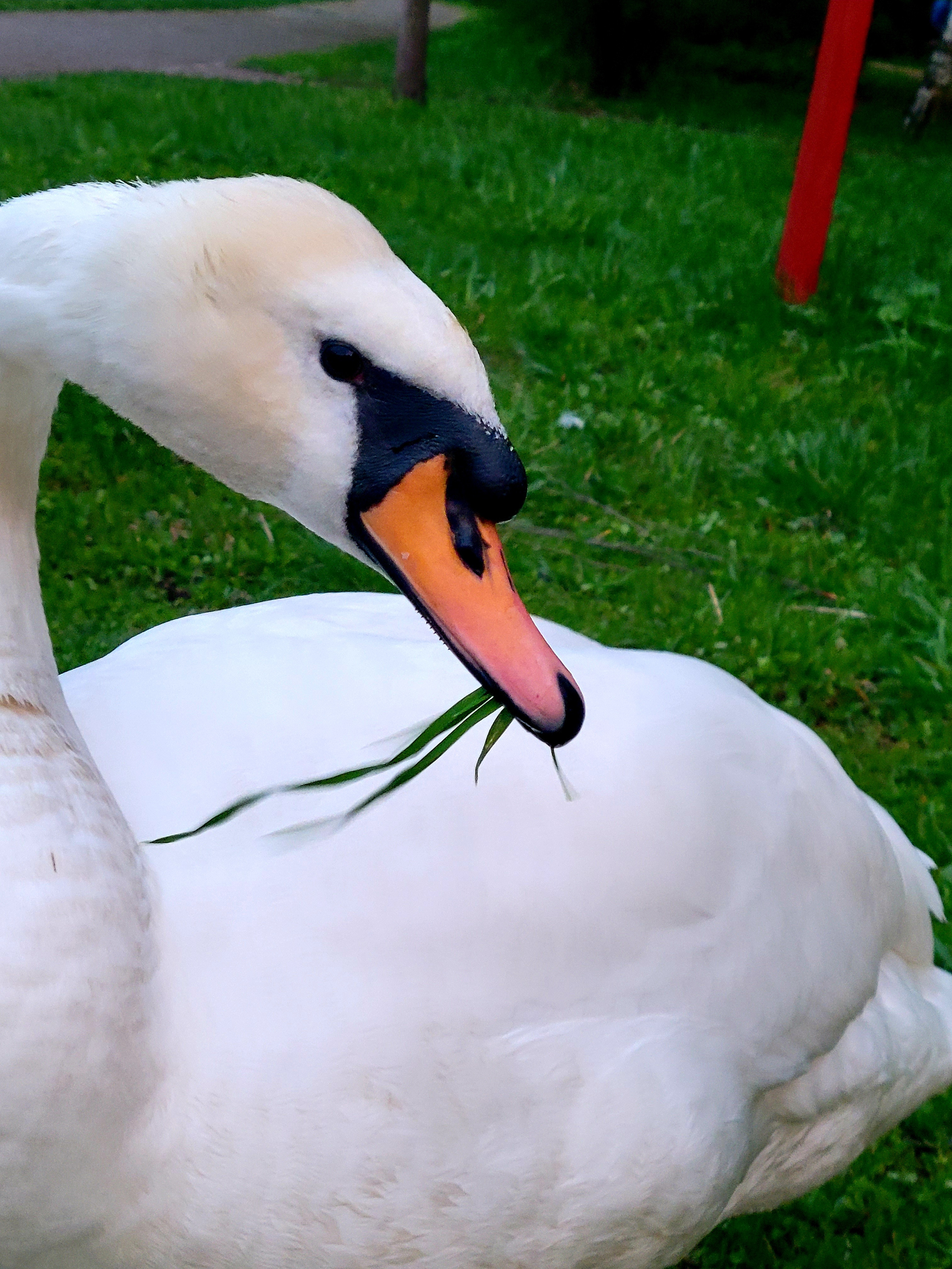Guard told, he denied his own special feeding and prefer presents from the guests - bread, nuts etc