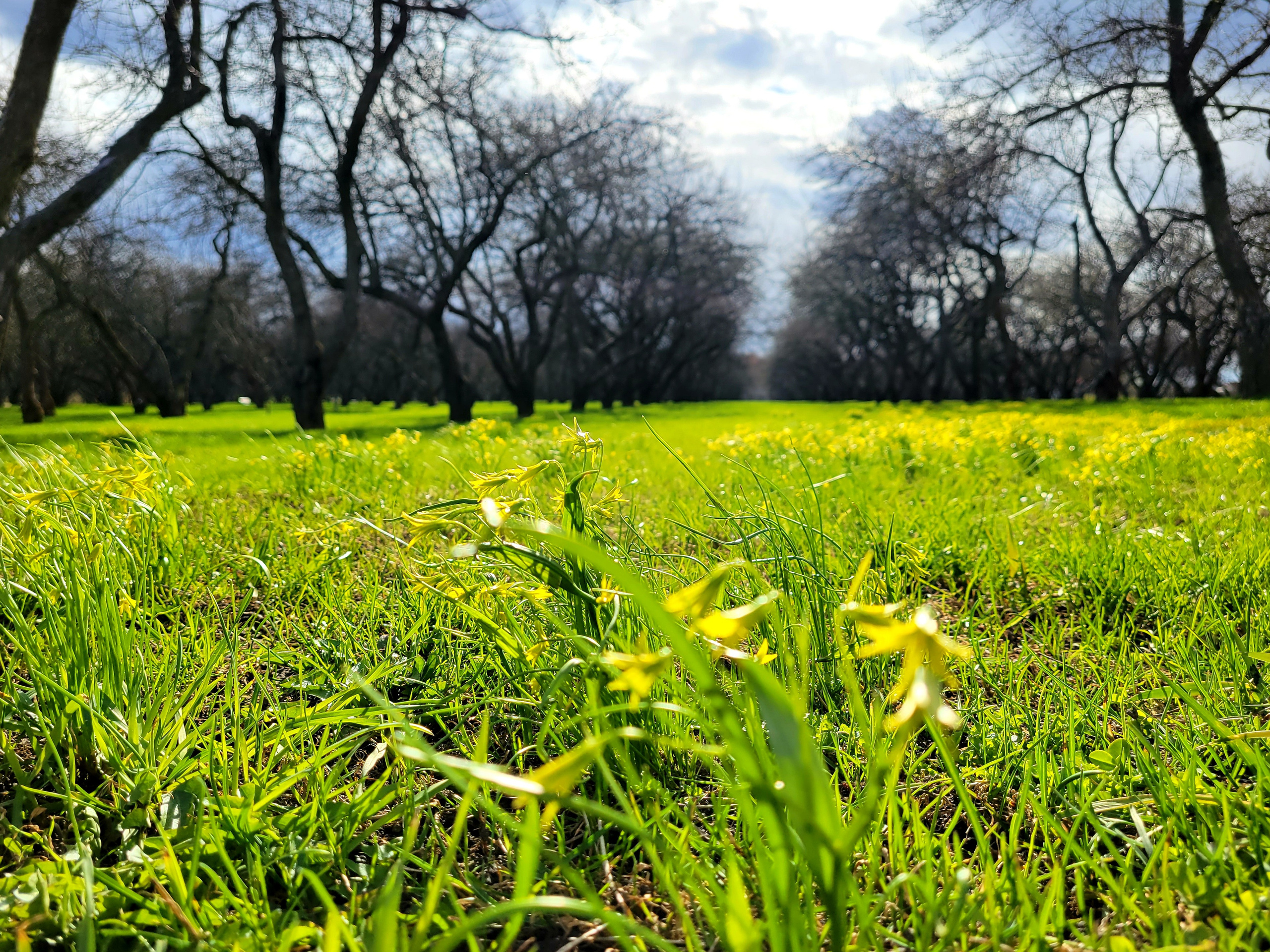 И даже первые цветы