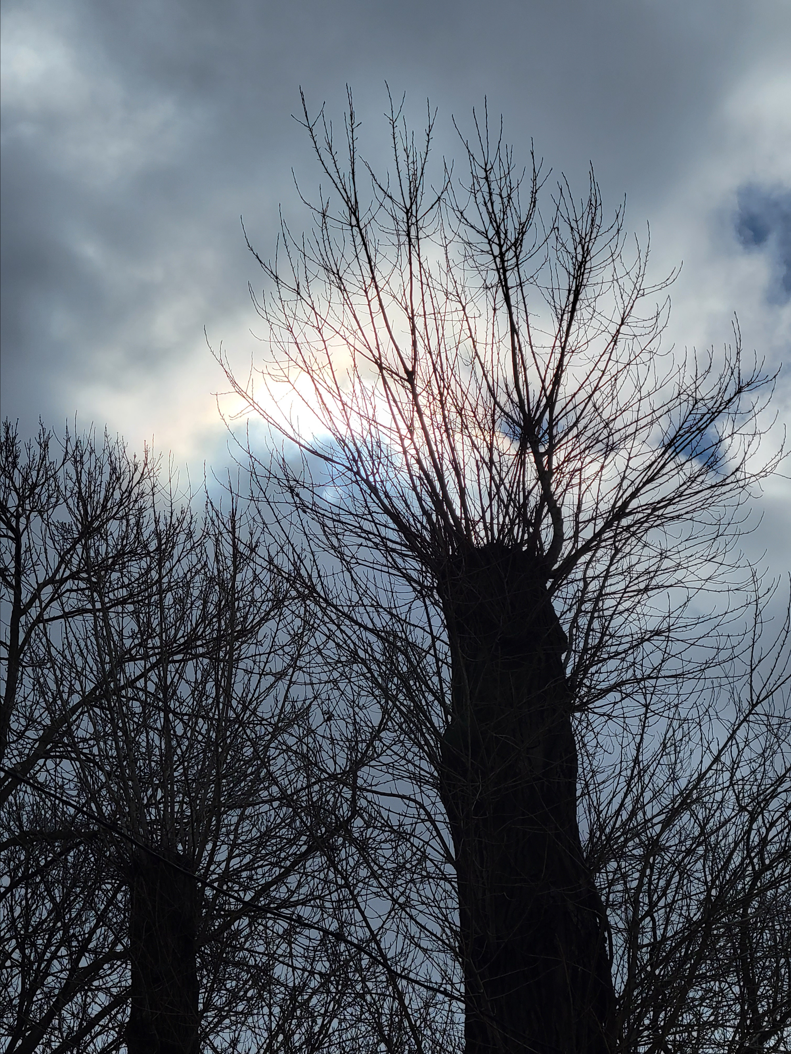 Солнышко солнышком, а листиков пока нет