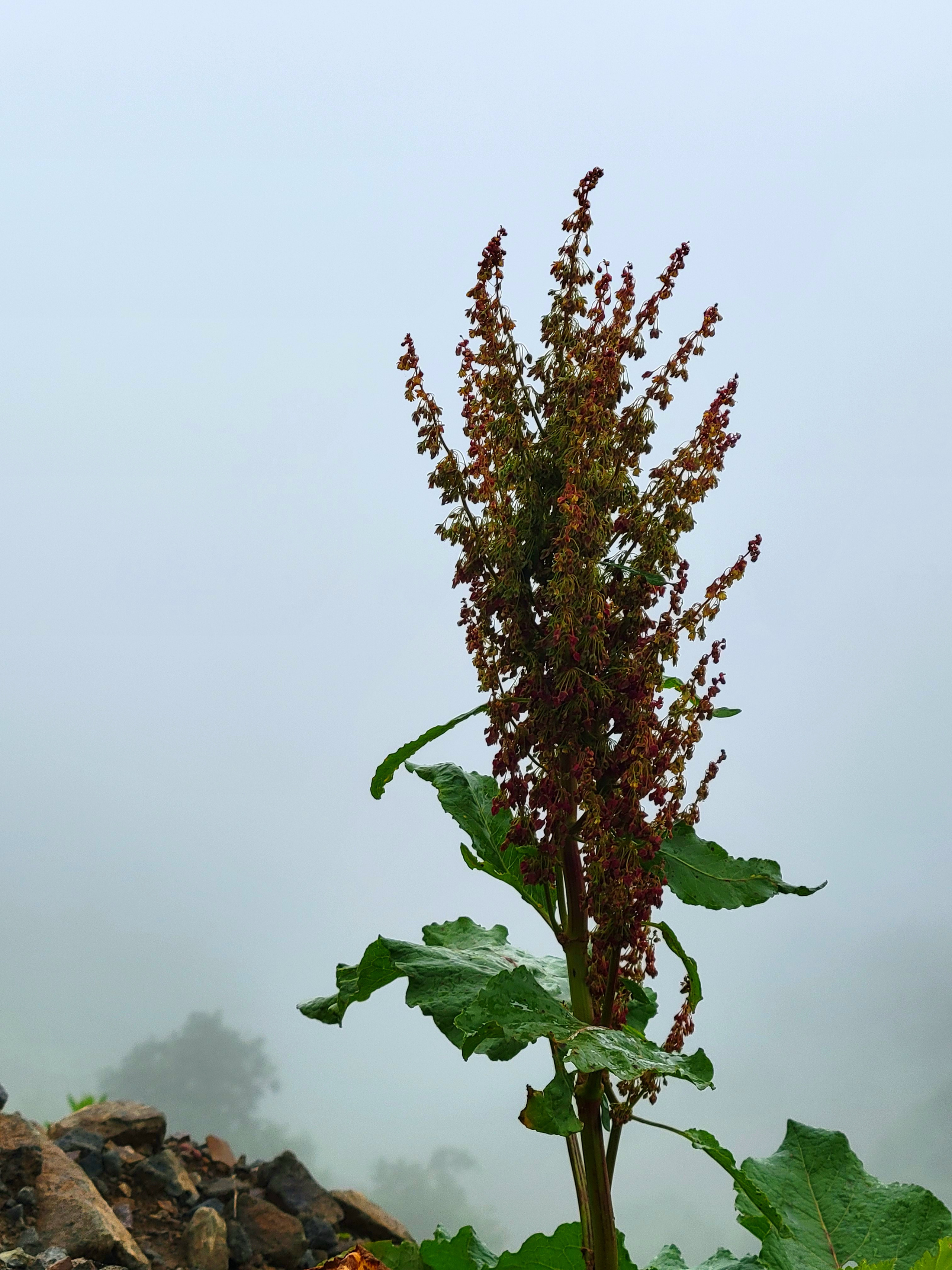 I have met it in Norway. Tried to stop myself