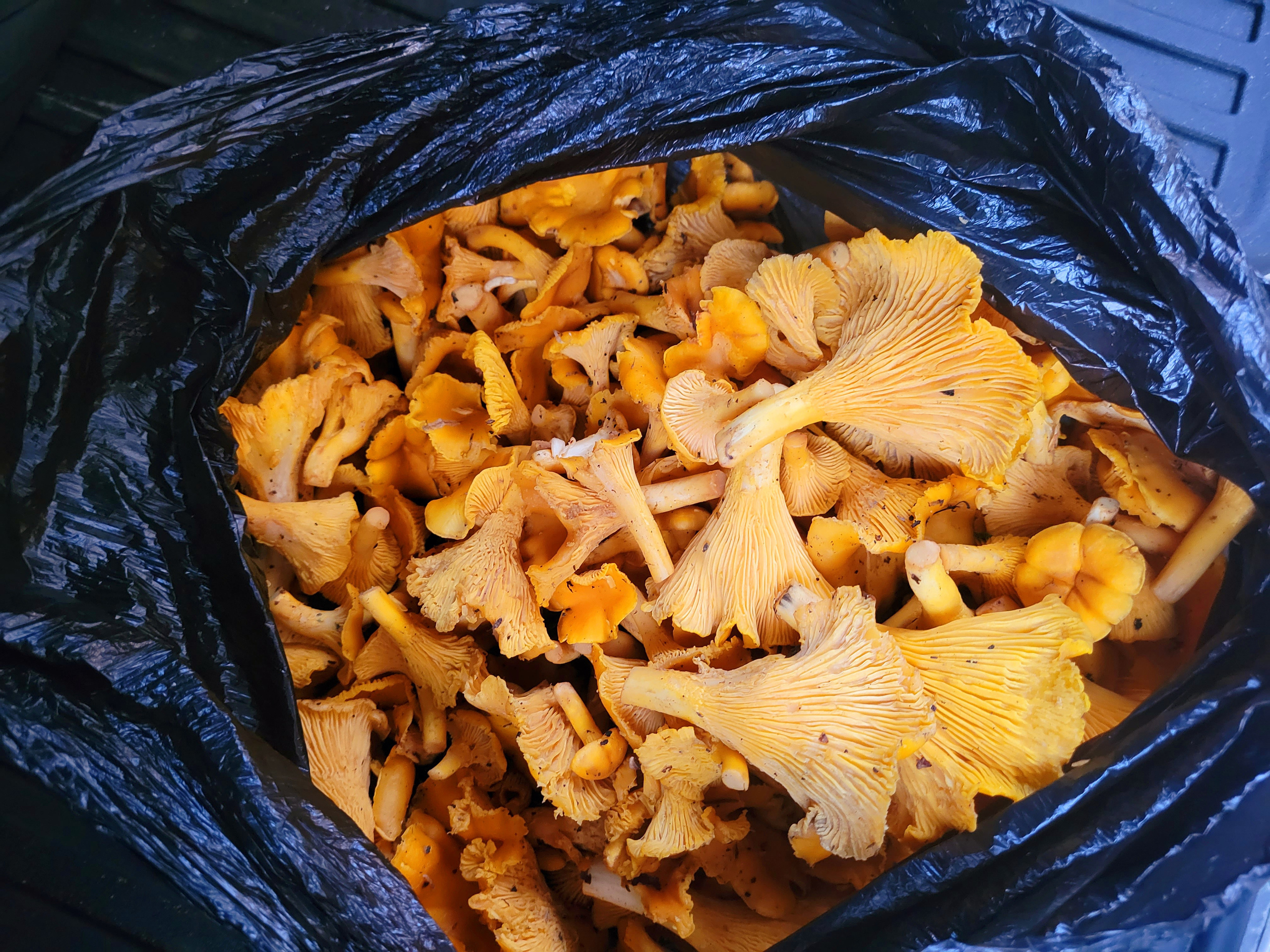 По дороге купили (собирать времени не было) дары осени