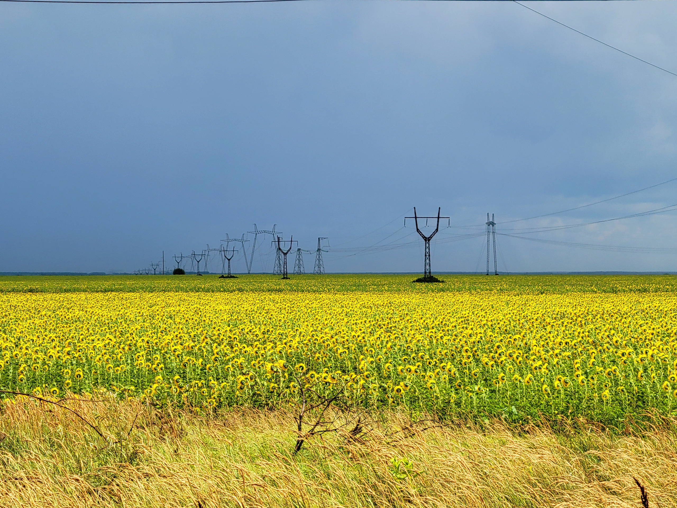 Made stop on the road to take photo in sunflowers field. Igor asked if there are snakes. I doubtless answer of course no, there is a highway, oil station. Snakes do not like it. Than I did step on the grass... and viper-snake darted from under my feet towards field, me - towards car. Decided to use only this photo that I made from asphalt
