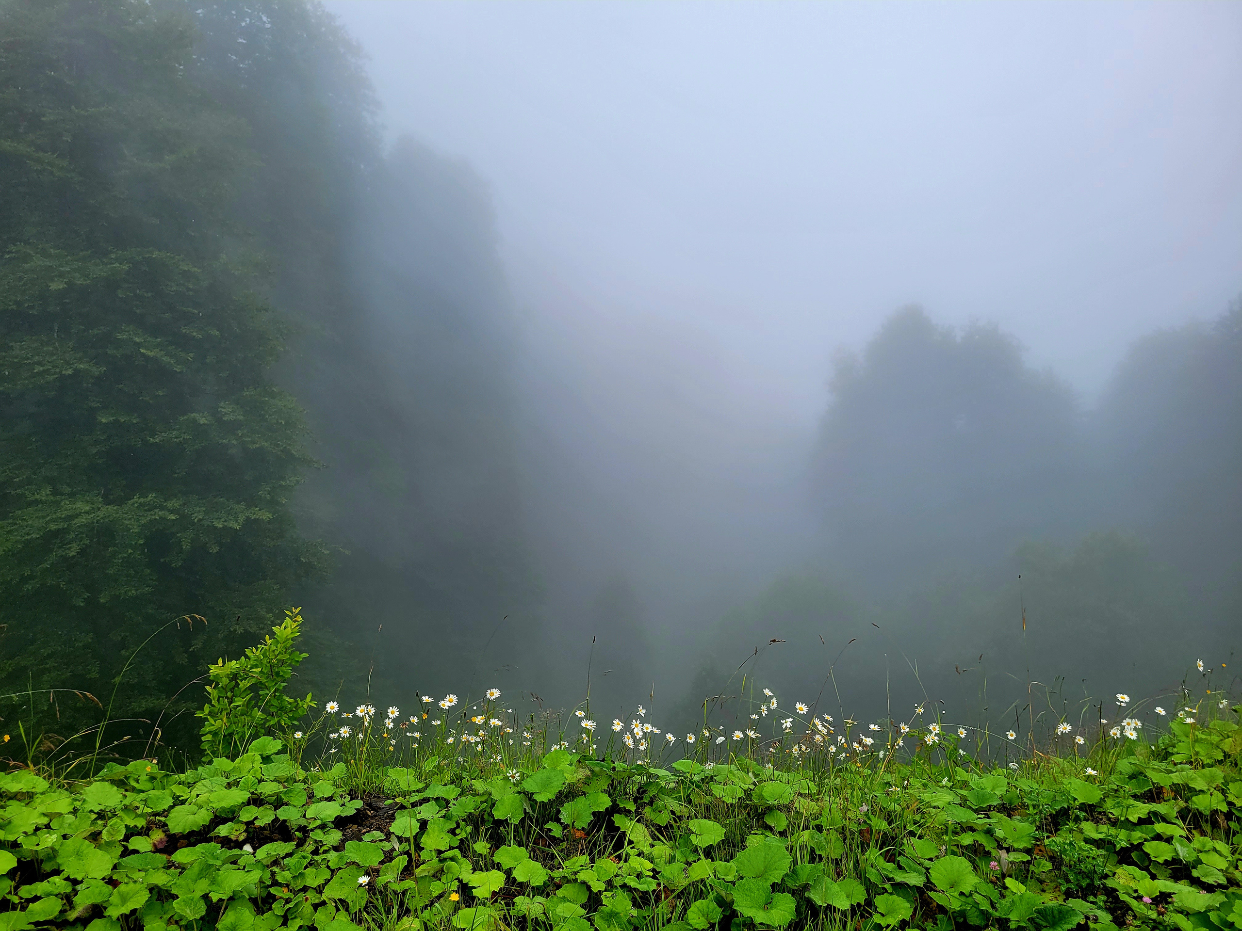 Yeti route. All the way is waiting when Yeti comes out of trees