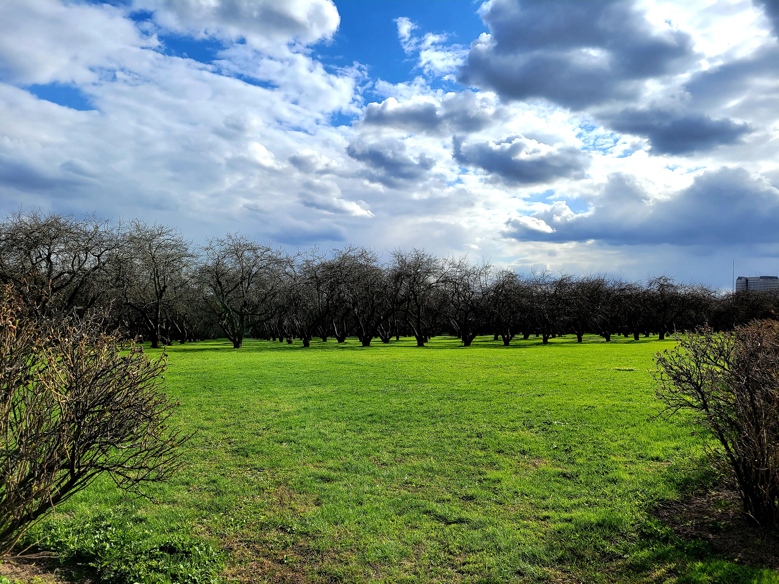 Яблоневый сад