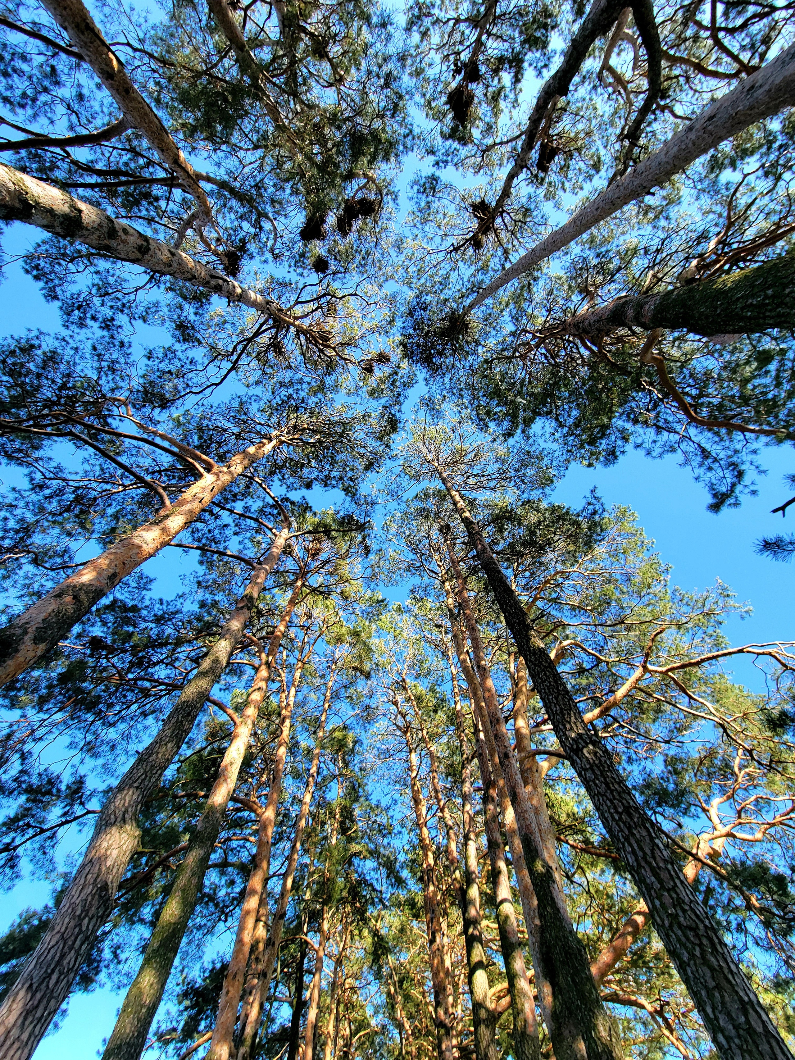 Майский лес