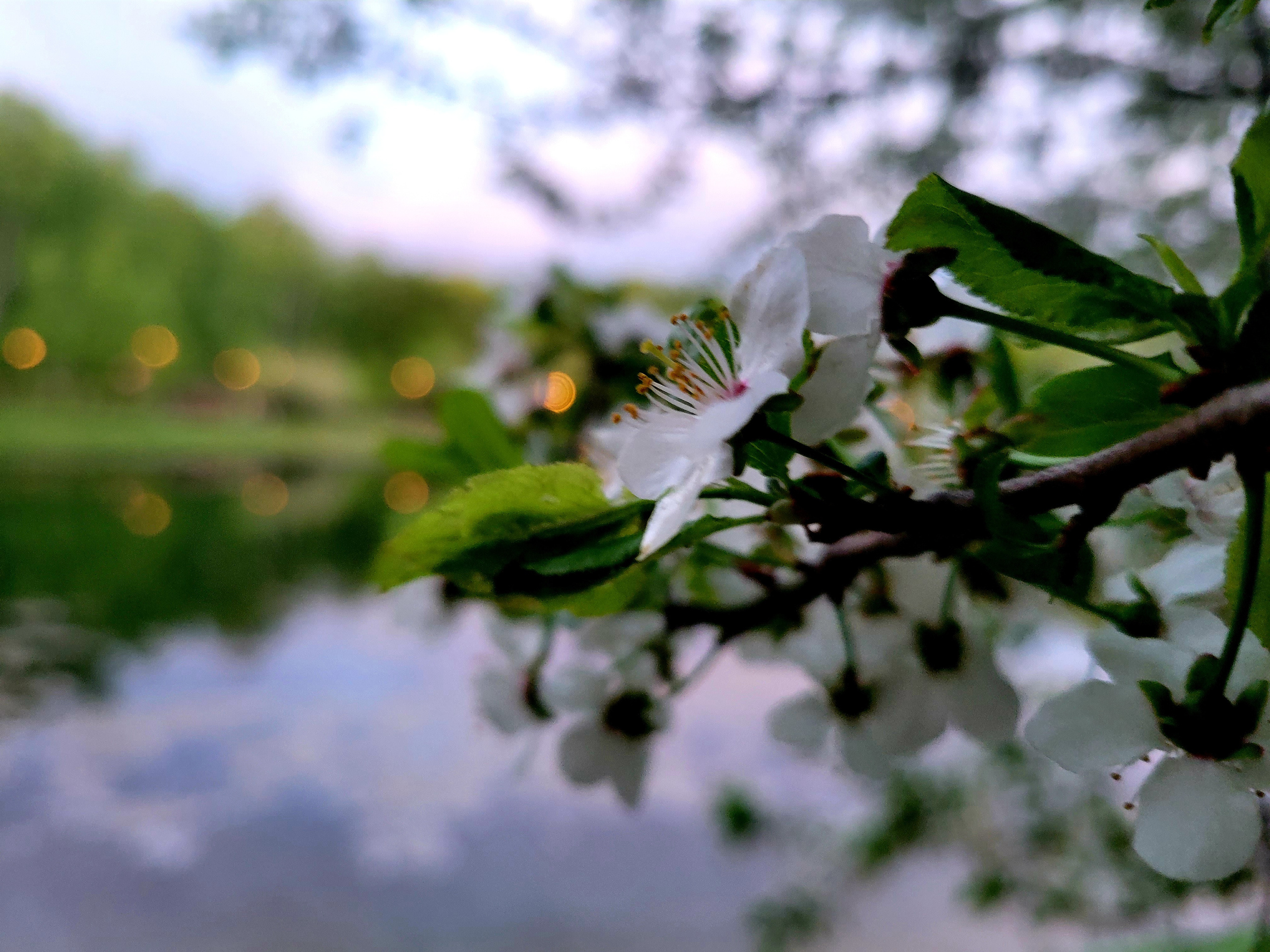 A lot of flowers around