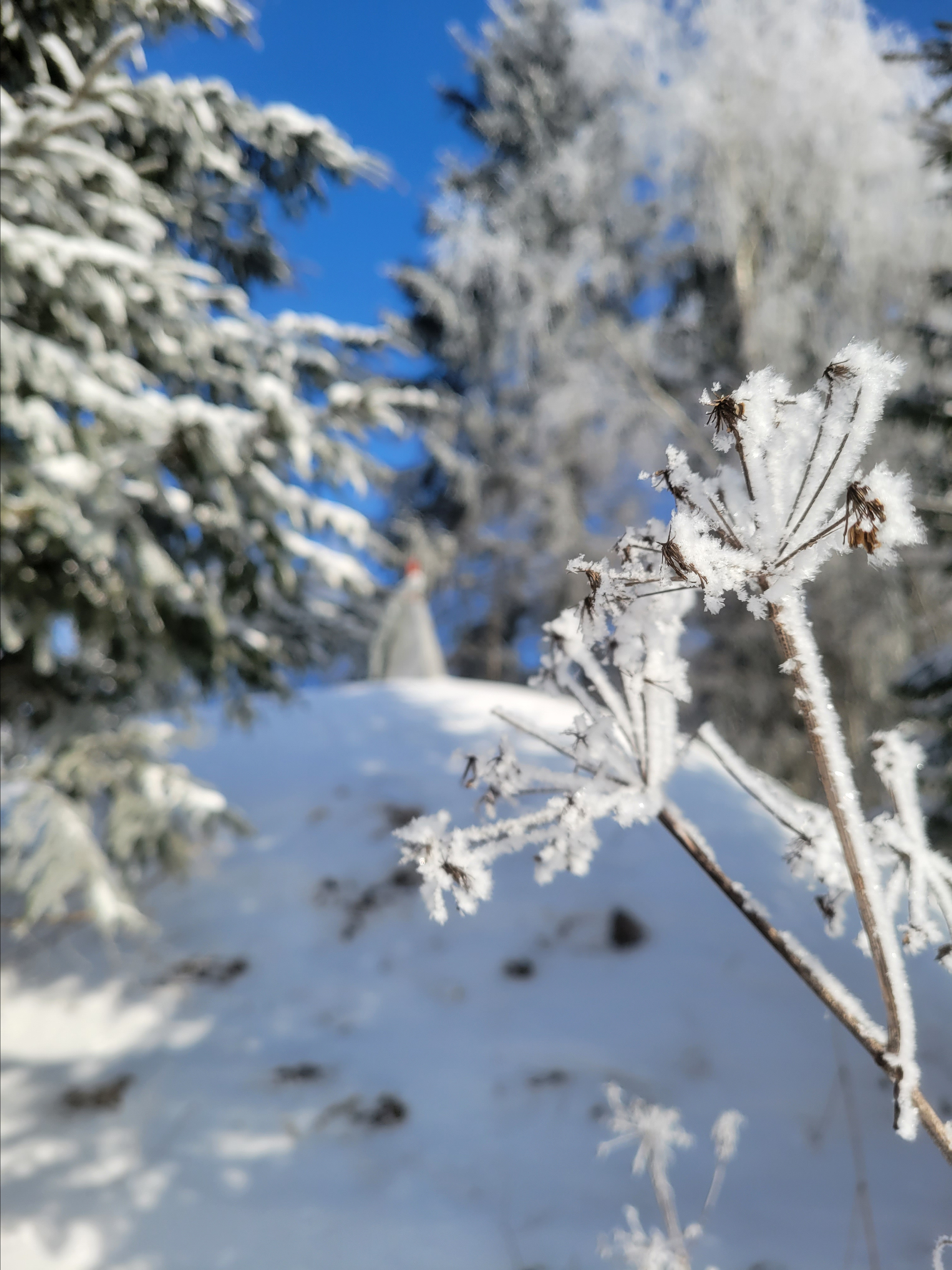 Почти 40 чел женщин, детей было сожжено. Часть жителей угнали в Германию (две сестры дедушки были угнаны), вернулись после войны только. Мужчины, кто не в армии, ушли все в партизаны