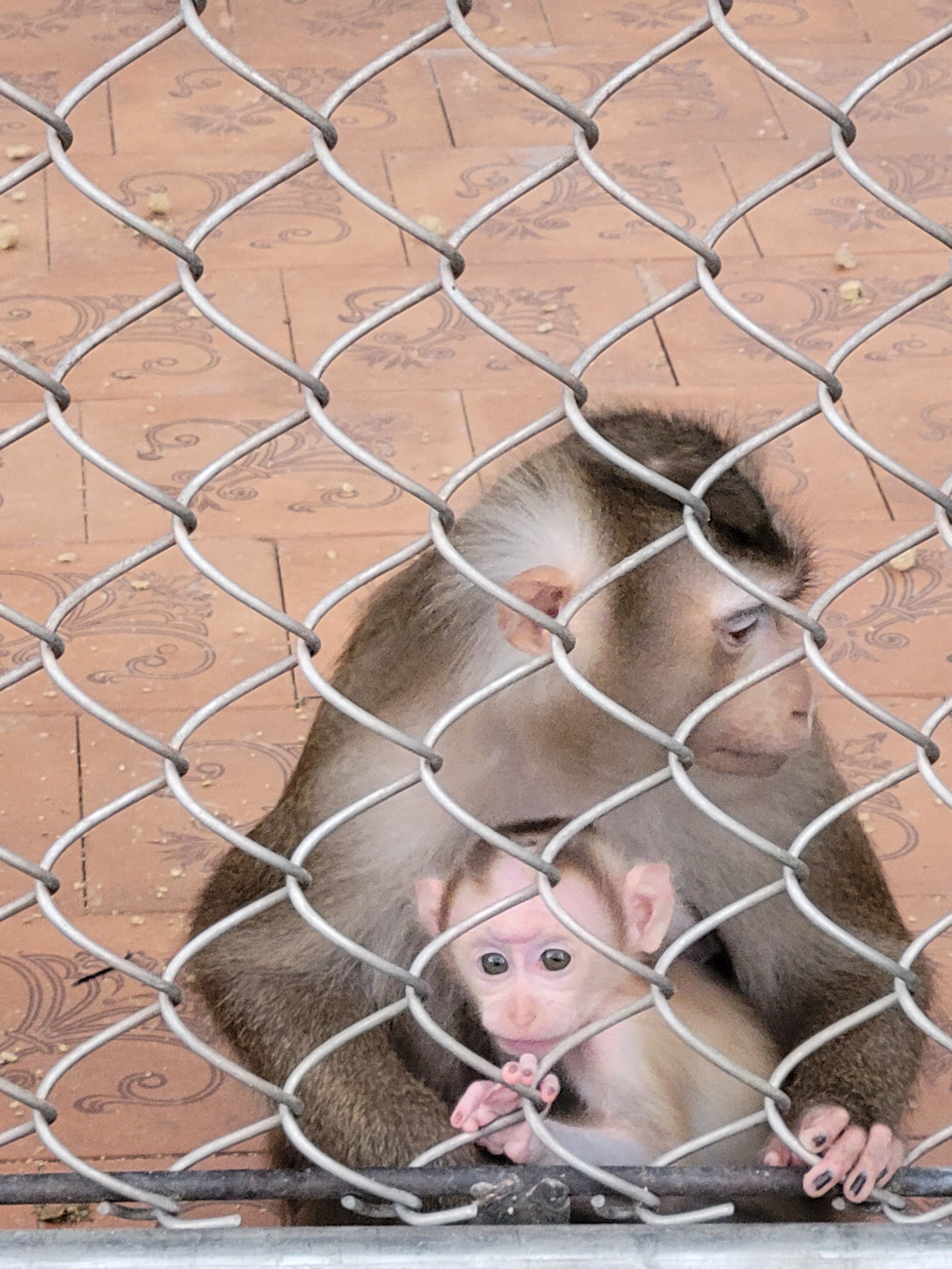 Adler. Monkey's park. Kid is only 8 days old