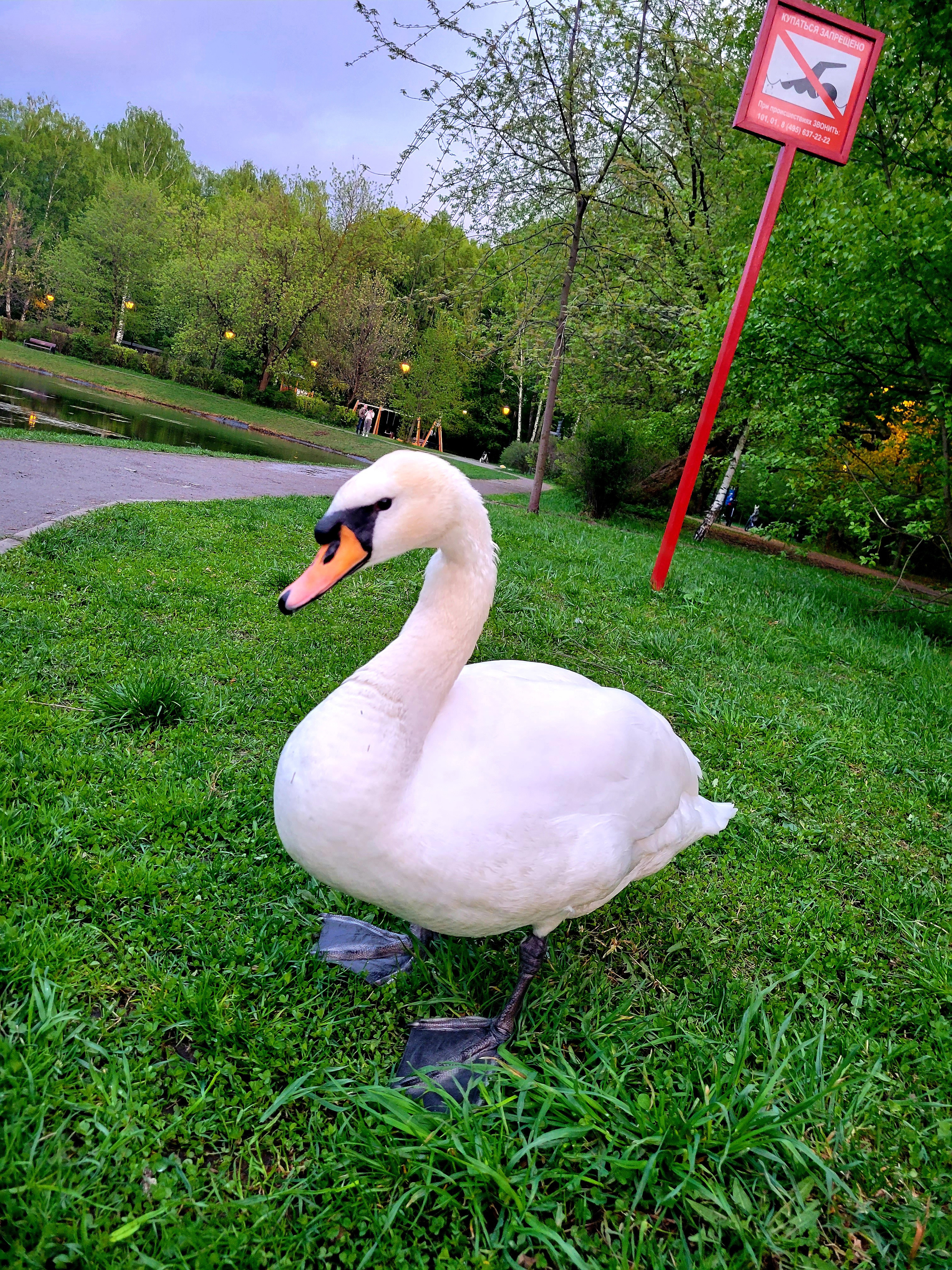 Swan was asking to feed him