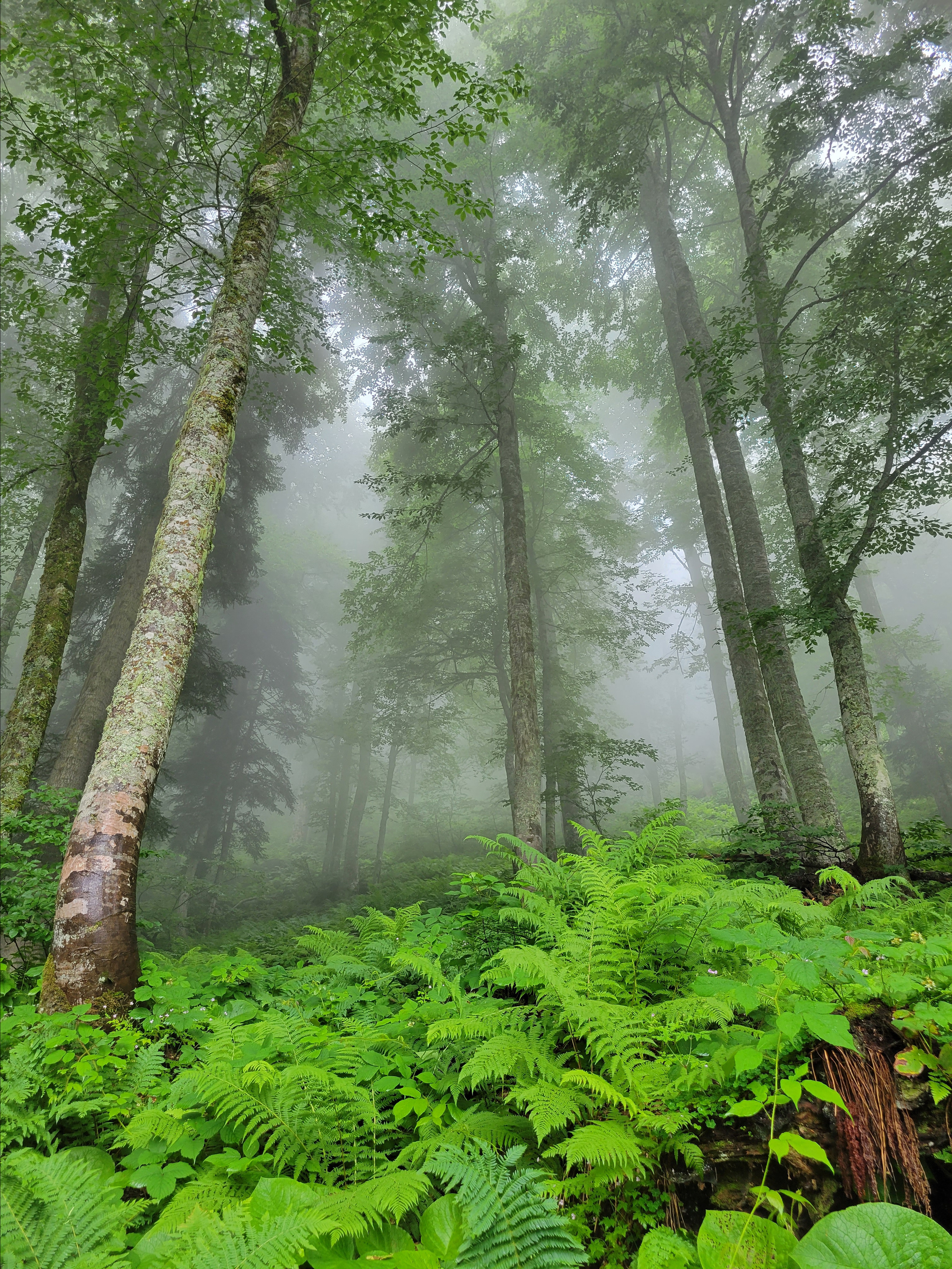 Magic old forest. Simple route looks fantastic due to hard mist around
