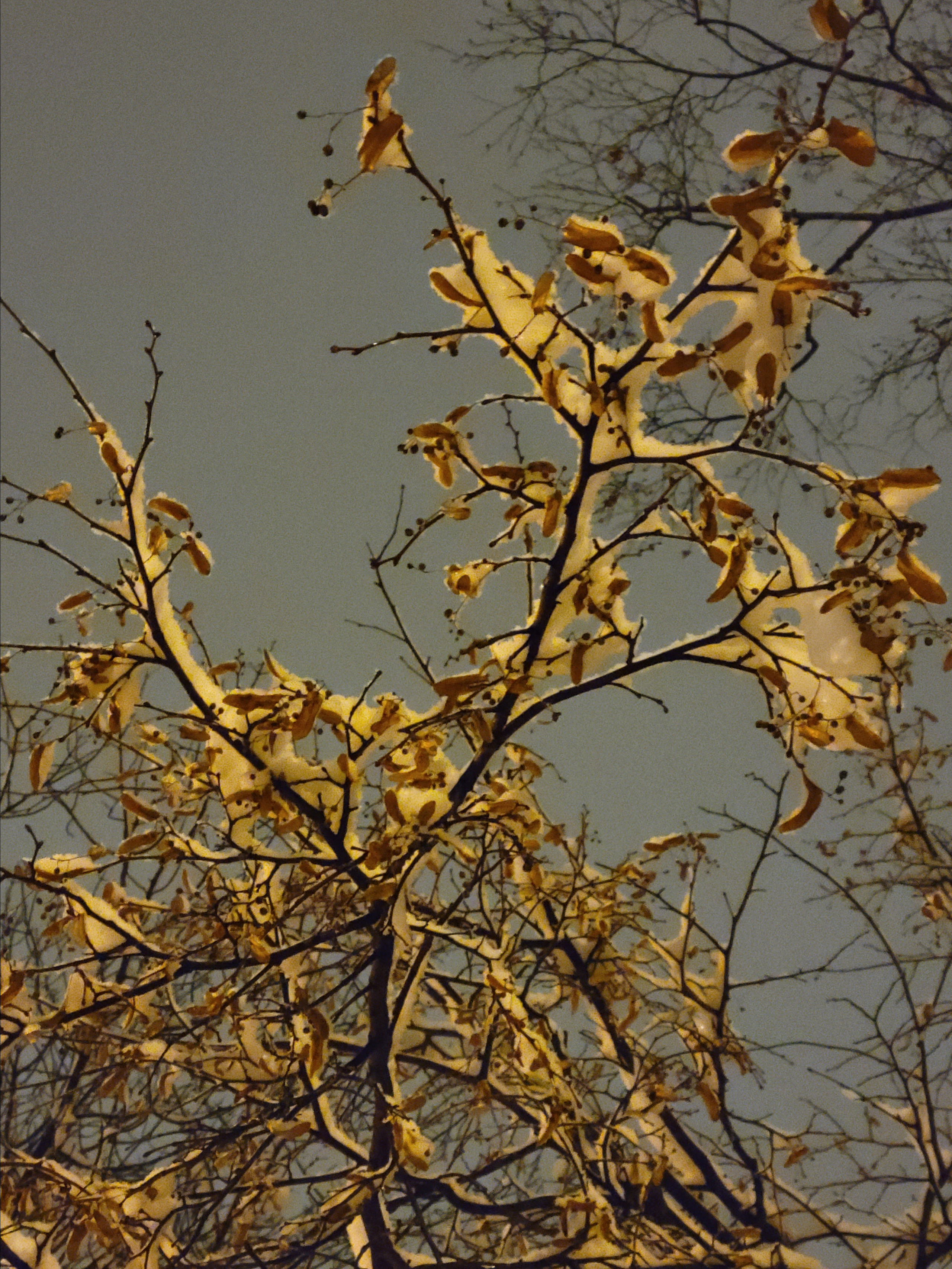 Могу и не выдержать такого обилия снега