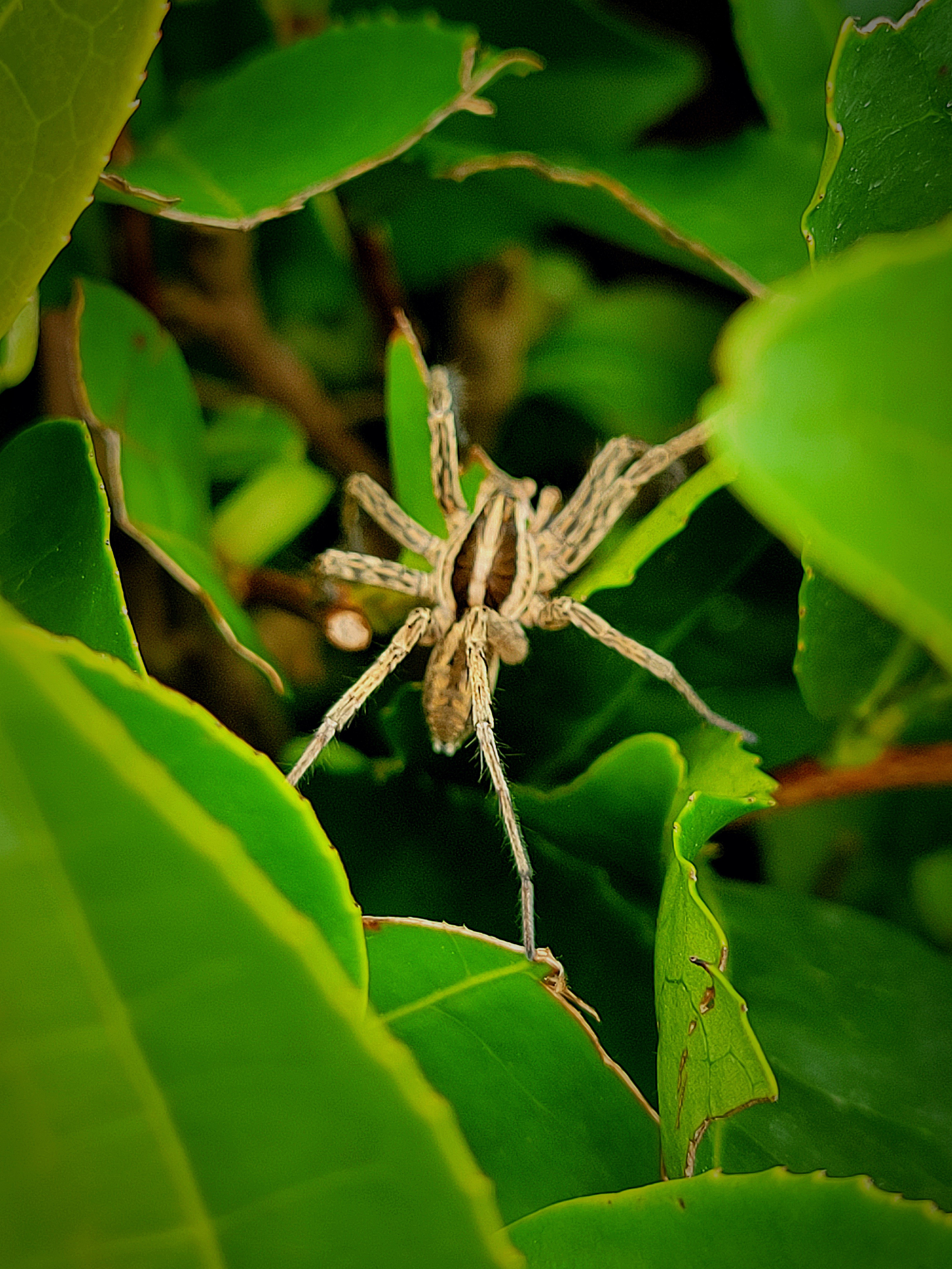 Excursion to the tea fields. Local inhabitants