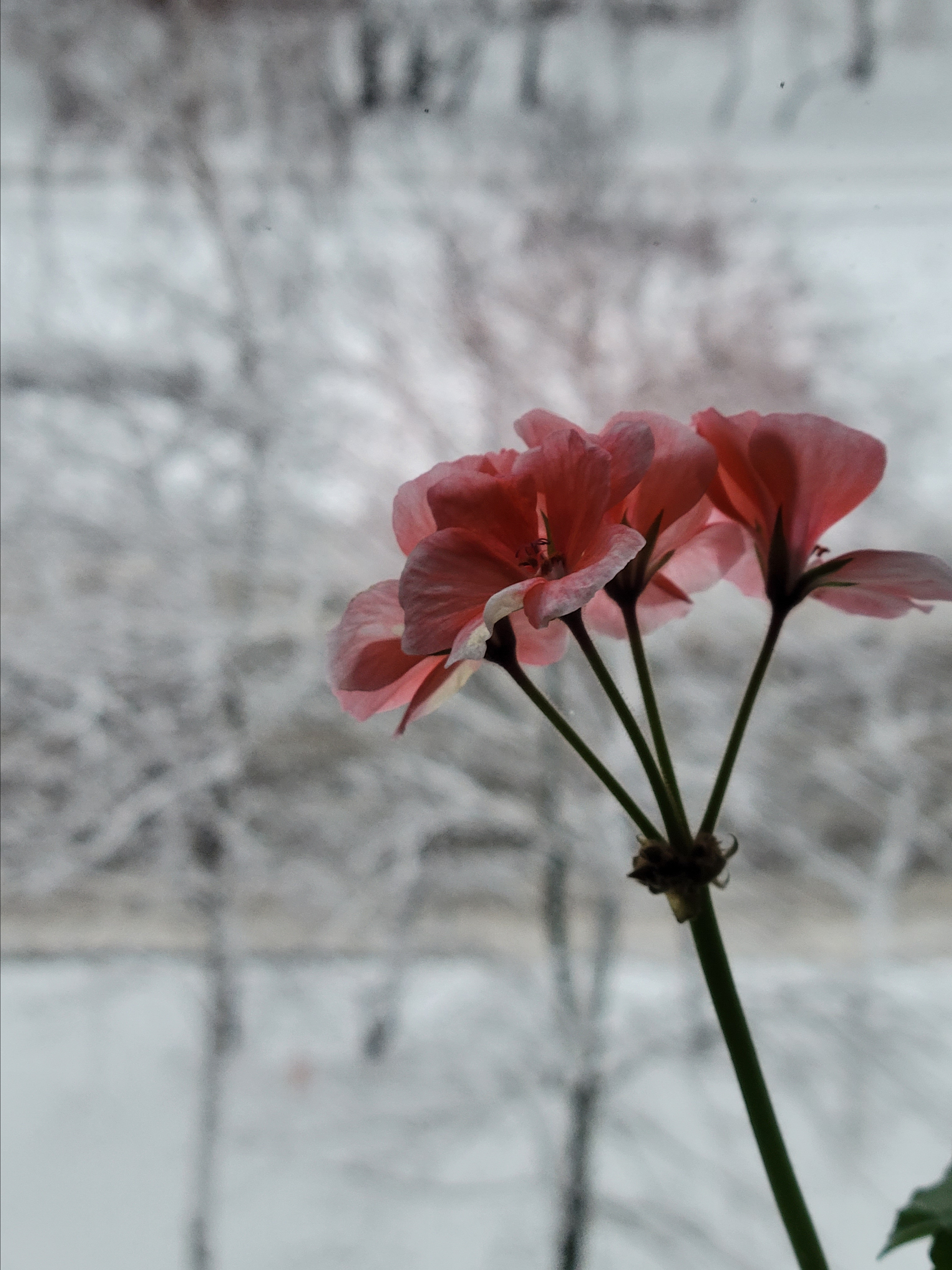 А на окошке - весна