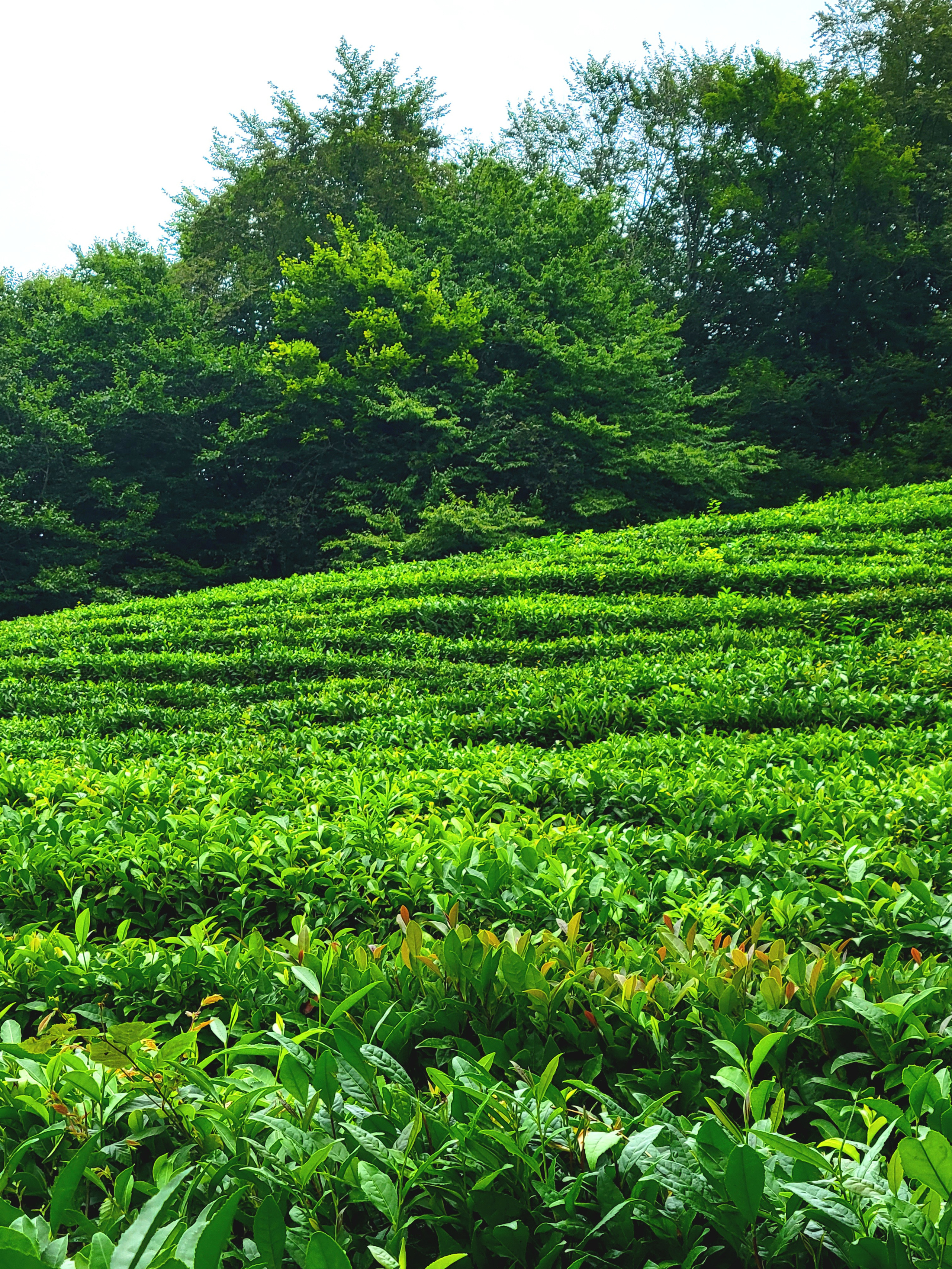 Late guide told that there are a lot of snakes. I'd never make this picture if know that earlier