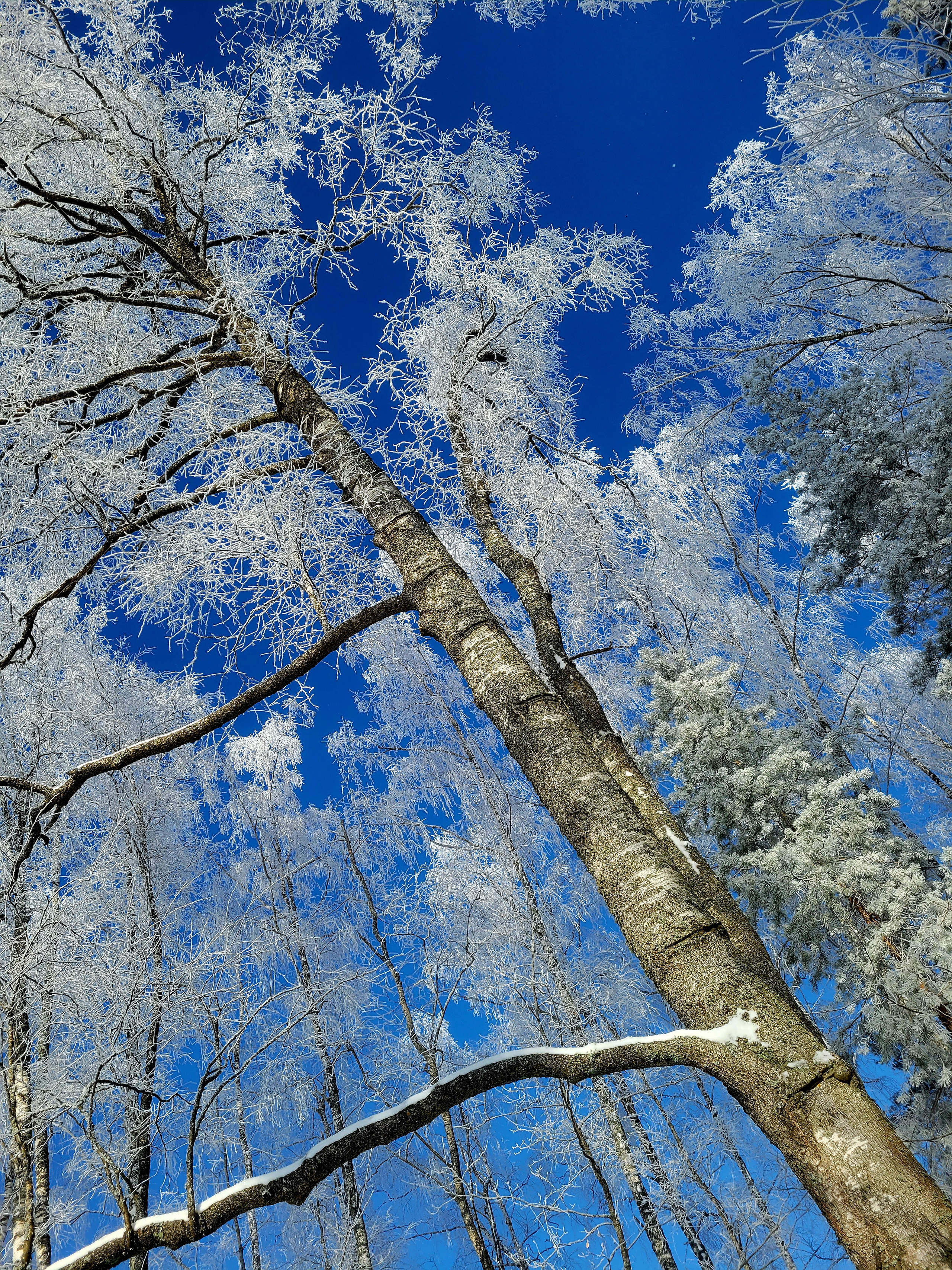 На дереве видны следы скоб. По ним забирались посмотреть, нет ли фашистов в Кохановичах - сельсовете, где стоял гарнизон фашистов. 
