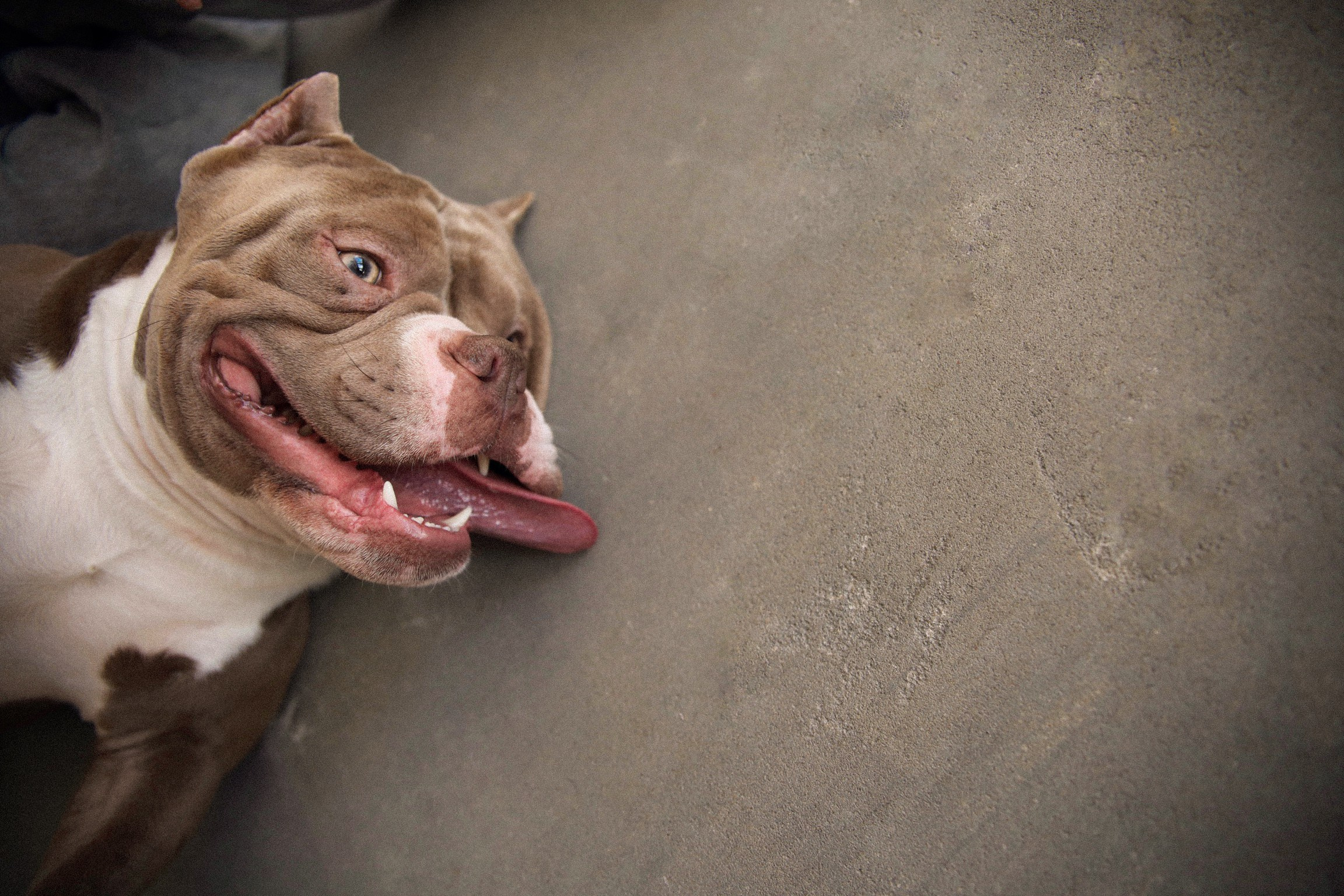С собаками. Фотограф в Серпухове и Тарусе Ксения Царёва