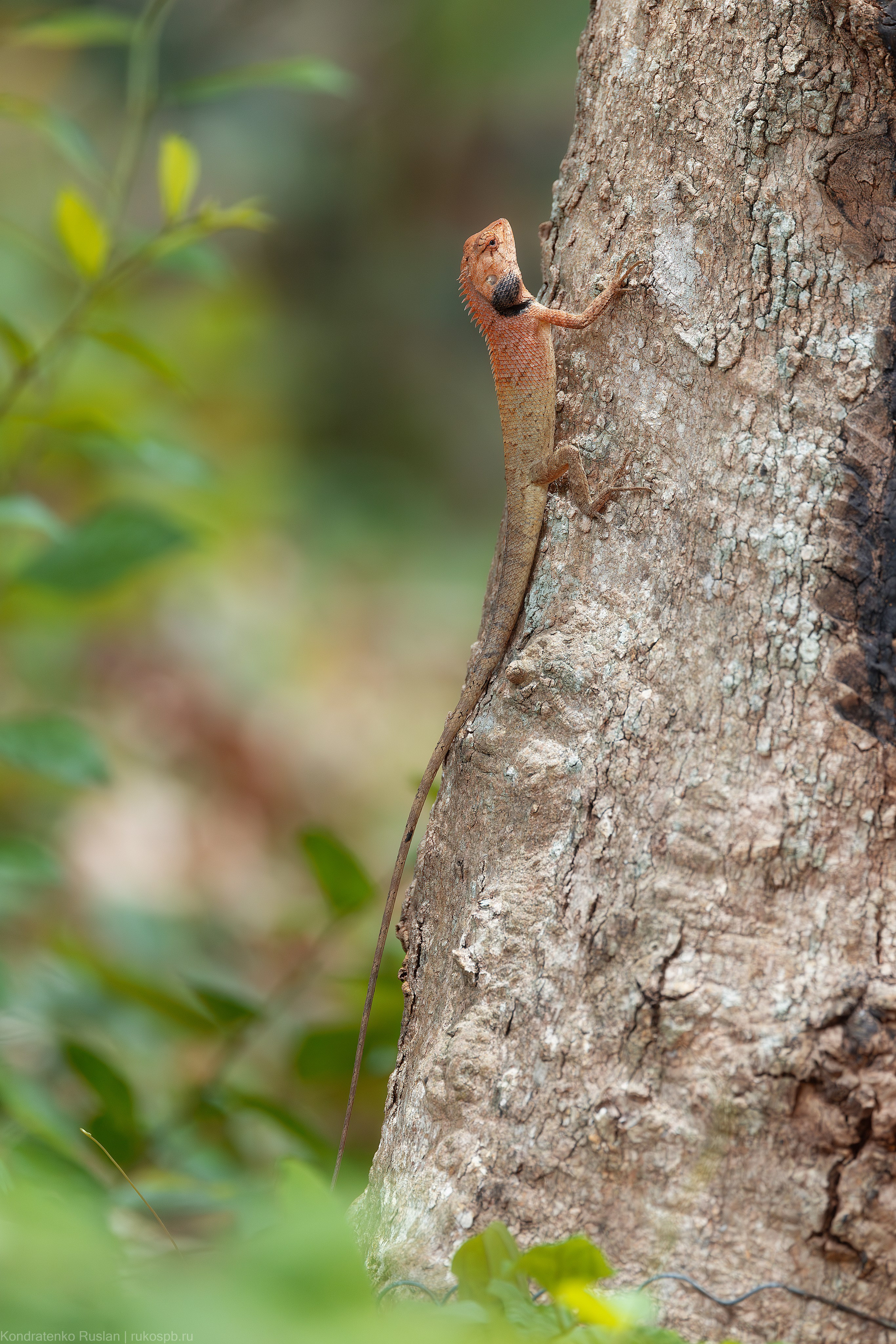 Калот-кровосос. Архитектурный и пейзажный фотограф Кондратенко Руслан, Санкт-Петербург