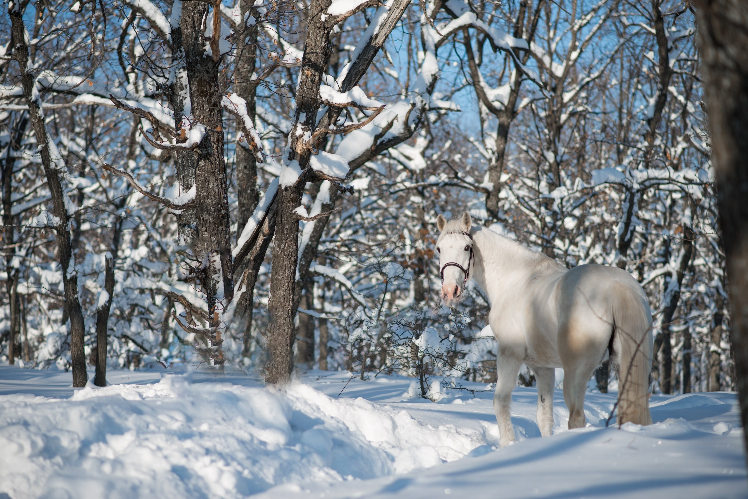 Лошади. Конный фотограф в Саратове Юлия Иванова