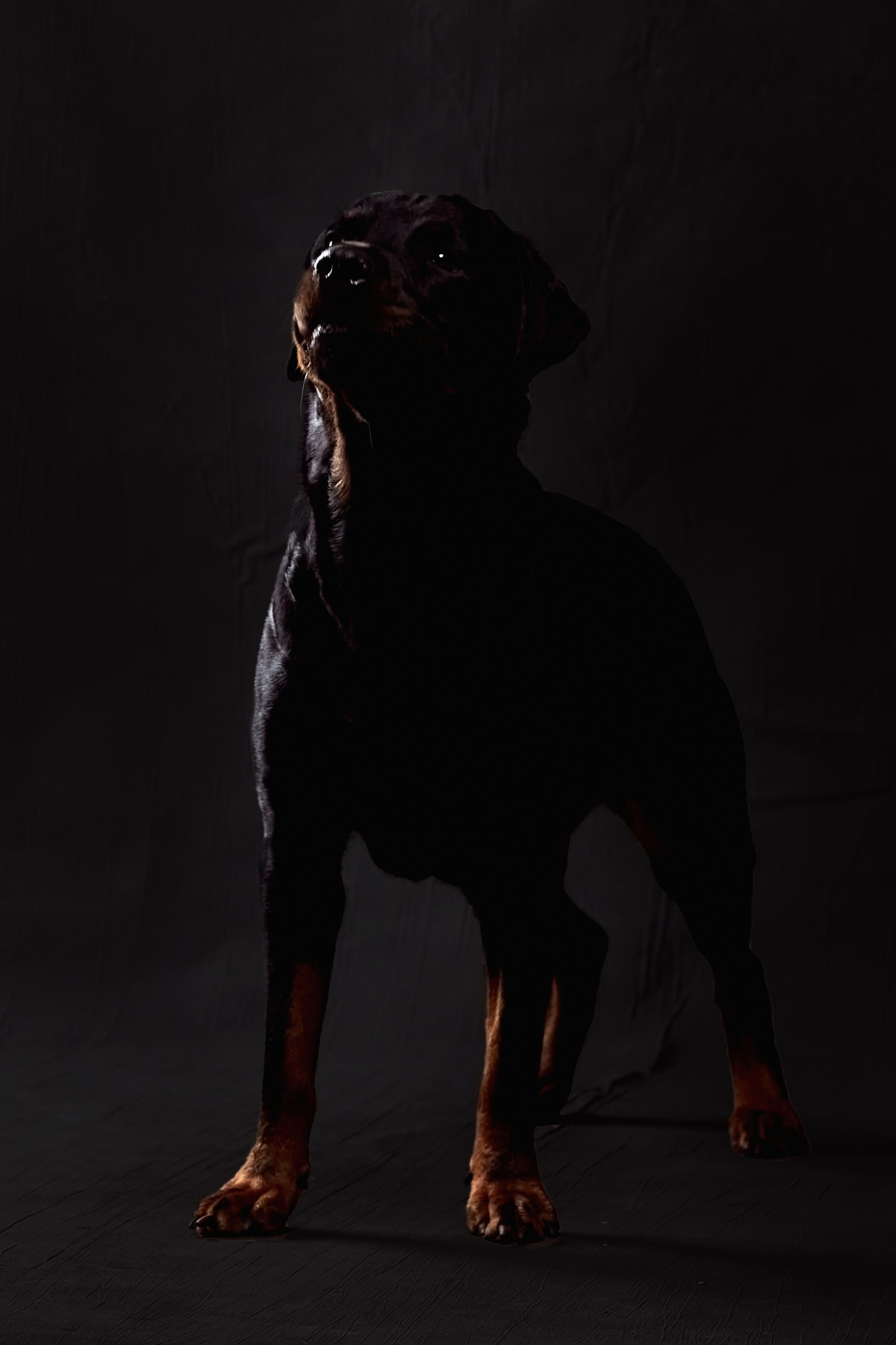 Фотосессия с животными. Фотограф анималист — Тула, Москва