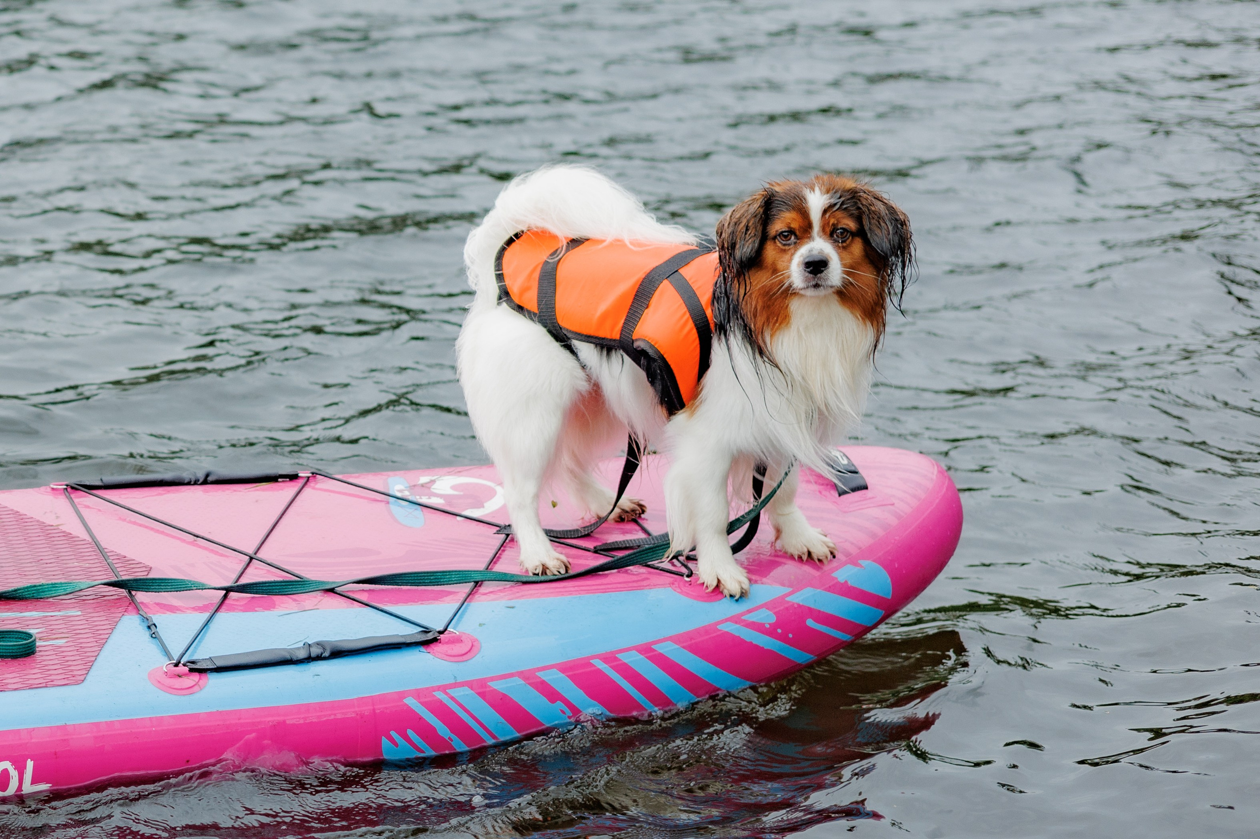 Фестиваль Petshop Days. Портретный фотограф Алина Хаунина