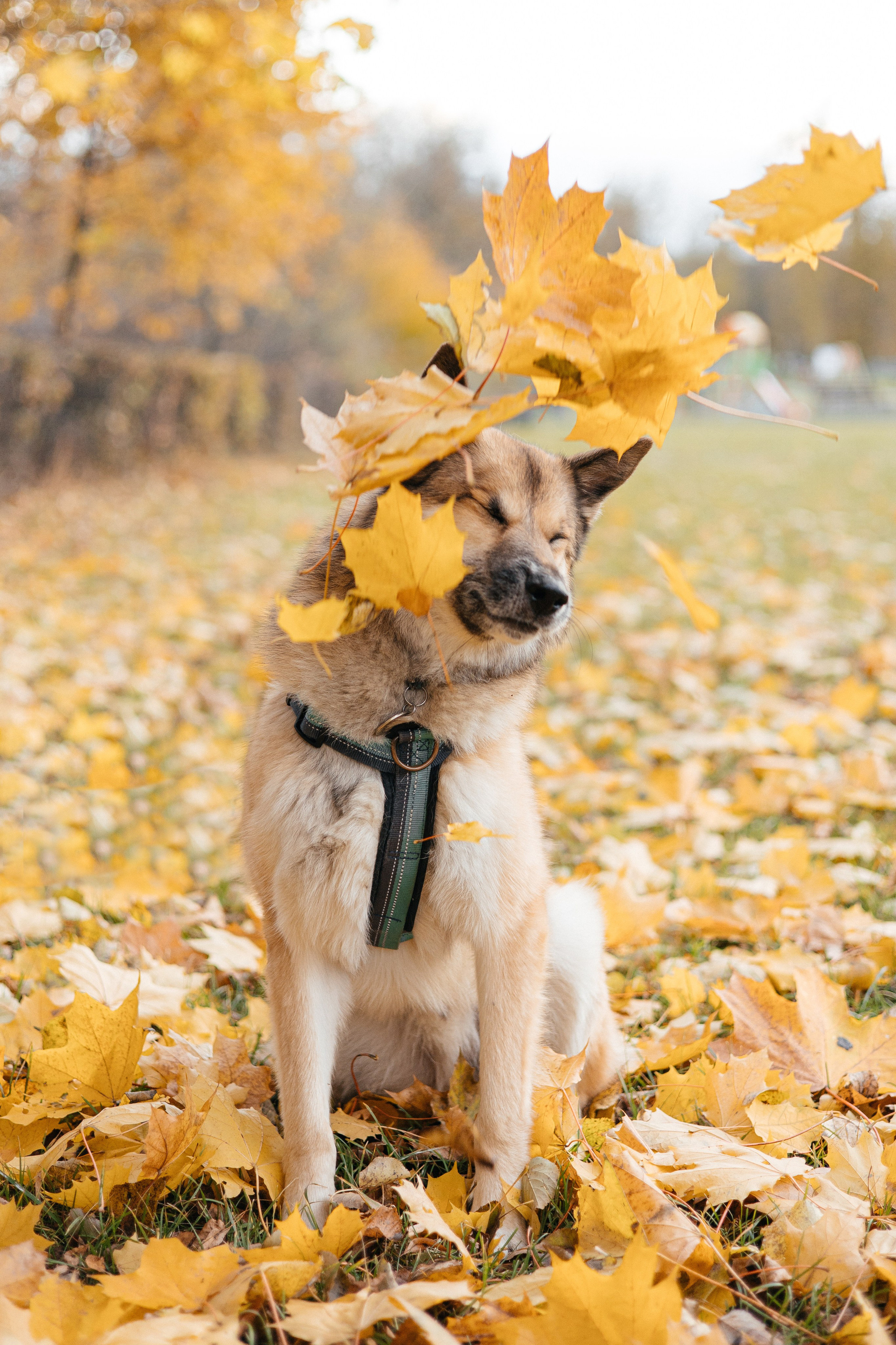 Нелли, Лёша, Рэй и Норд. Фотограф Анна Луценко Москва