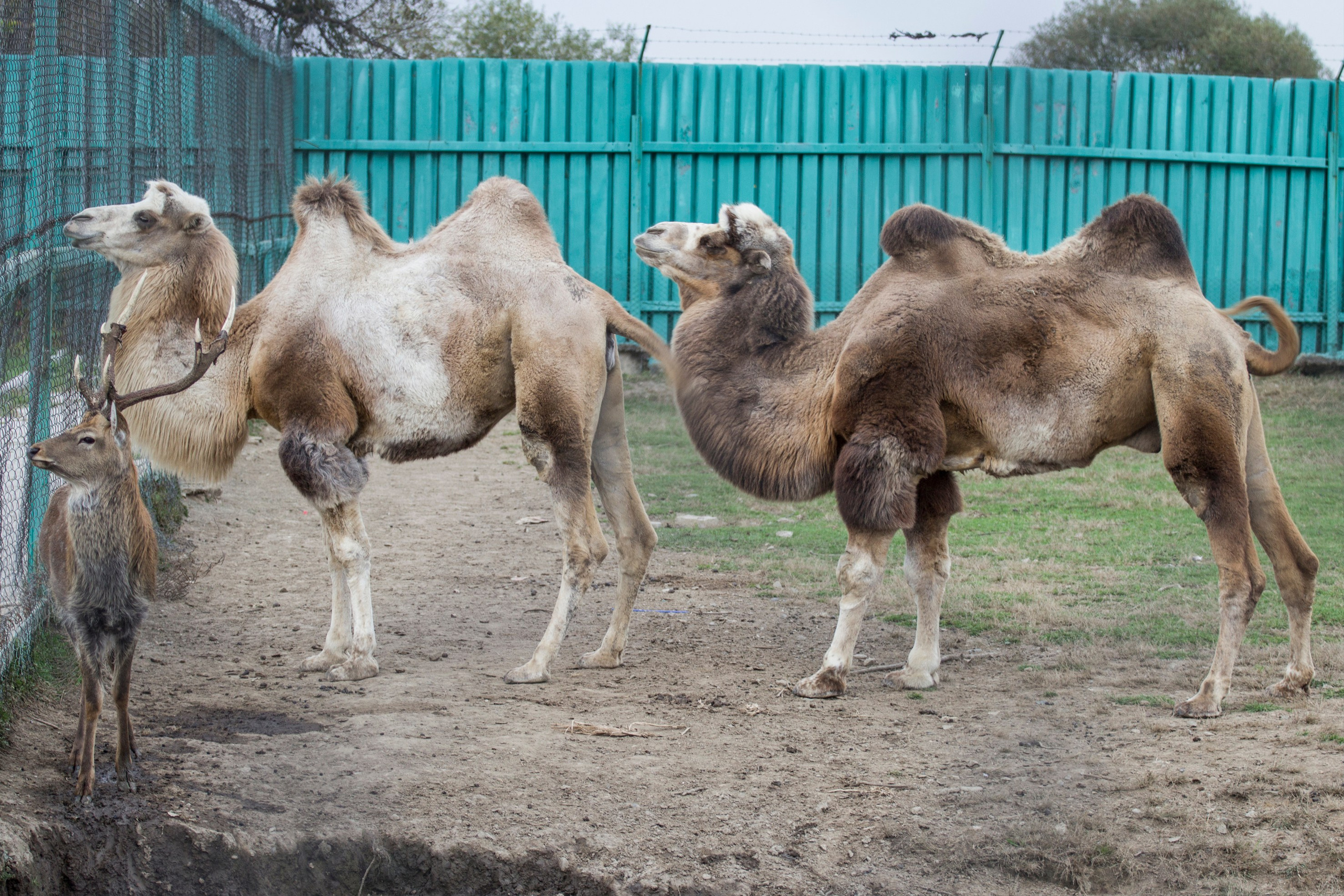 Животные. Команда фотографов Кристины Ивановой