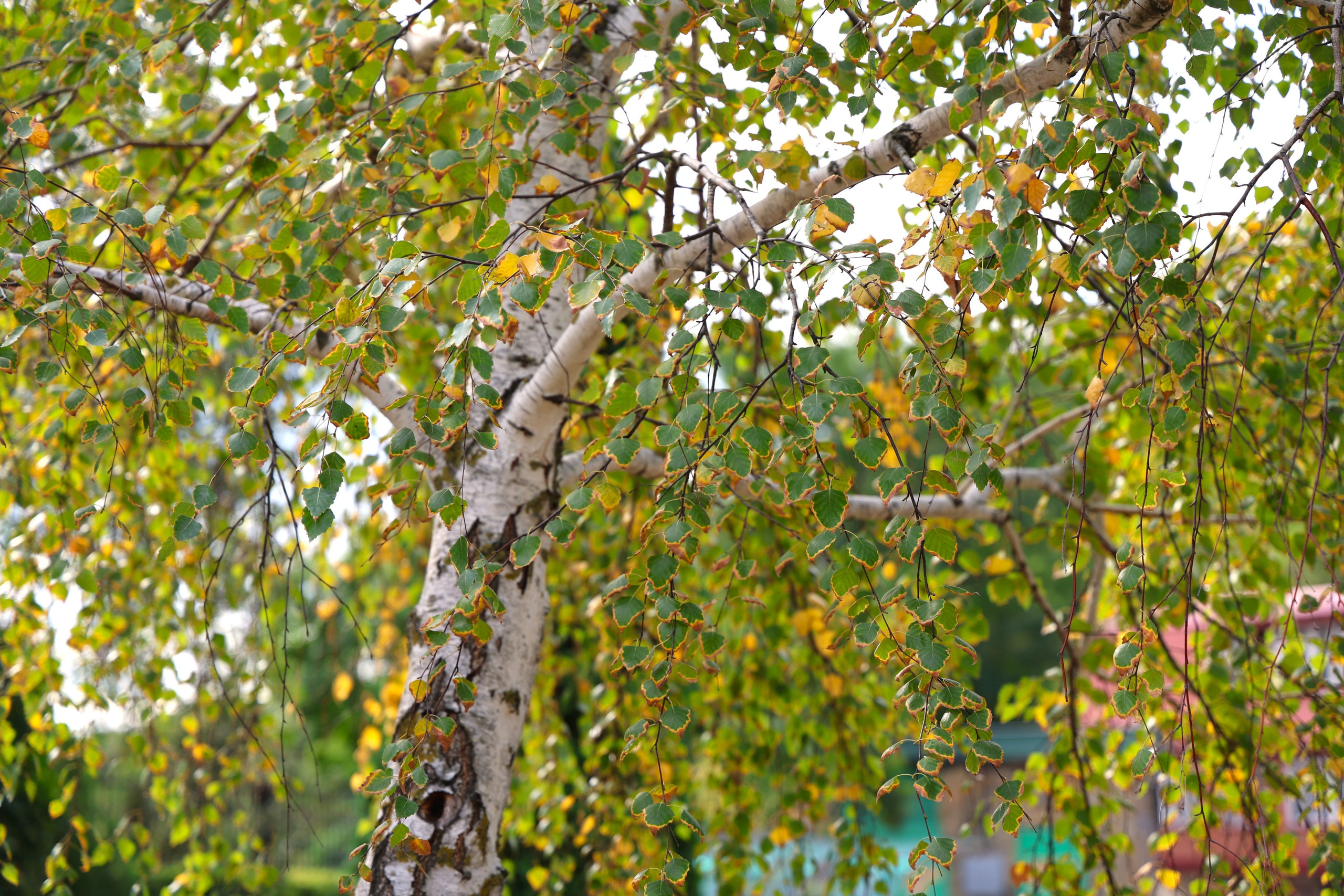 Ставрополец — Оздоровительный пансионат | с. Широкая Балка г. Новороссийск