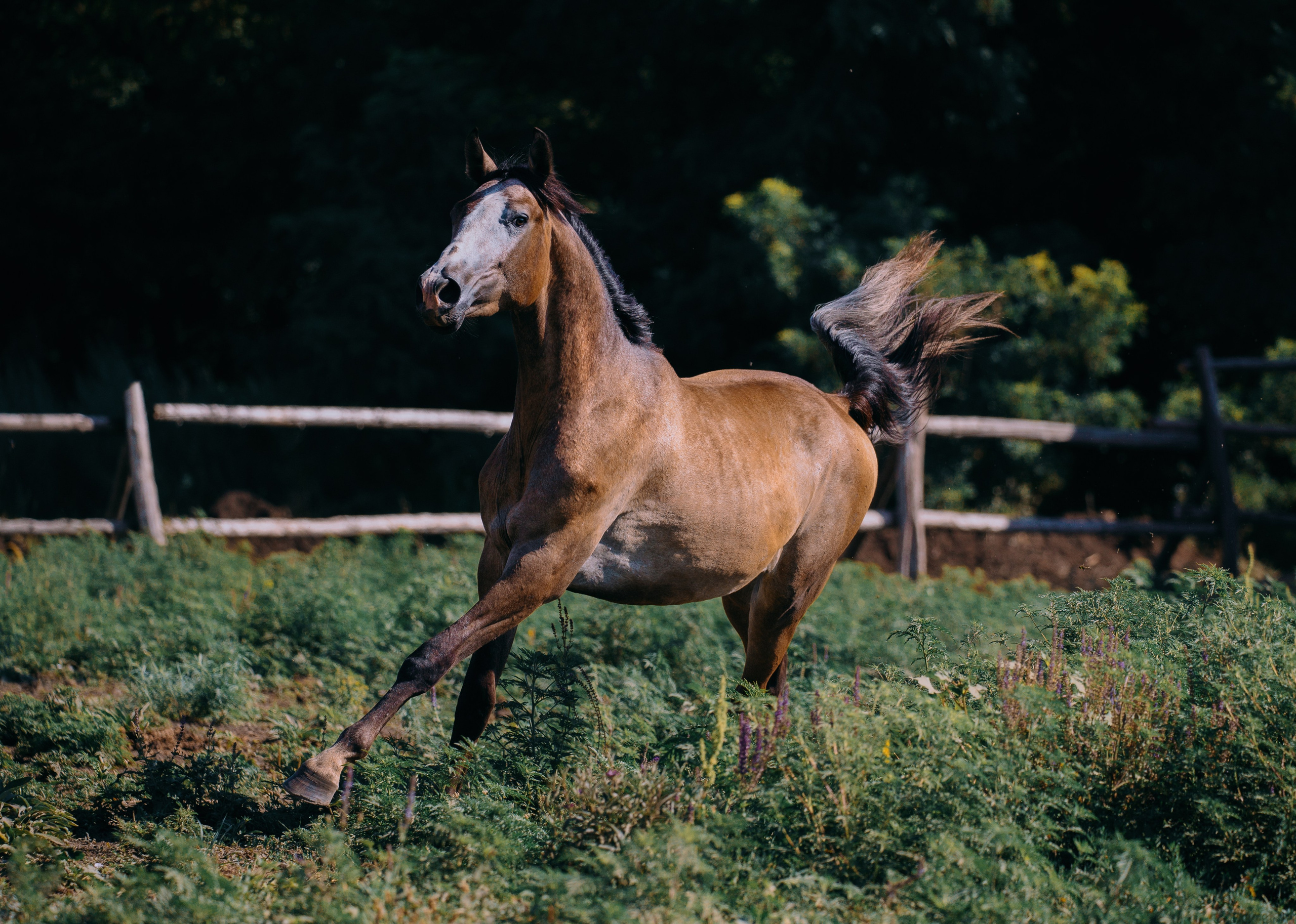 В движении. Фотограф-анималист Ксендзова Кристина