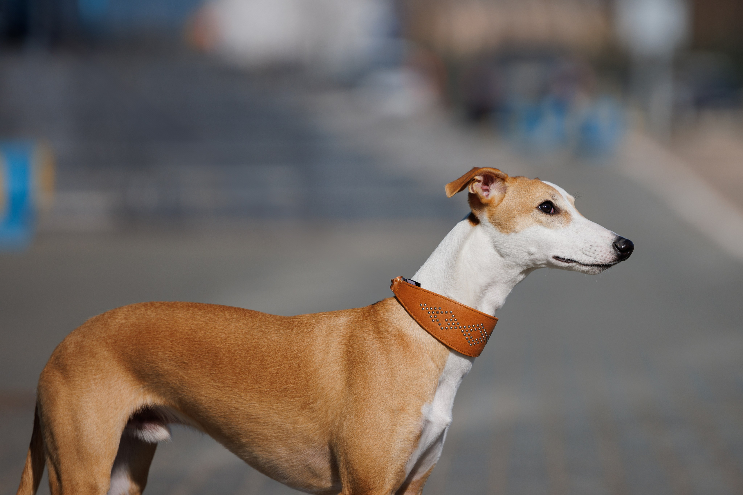 Сфера и Крокус 8,9,16 и 30.03.2025. Фотограф-анималист Юлия Германика