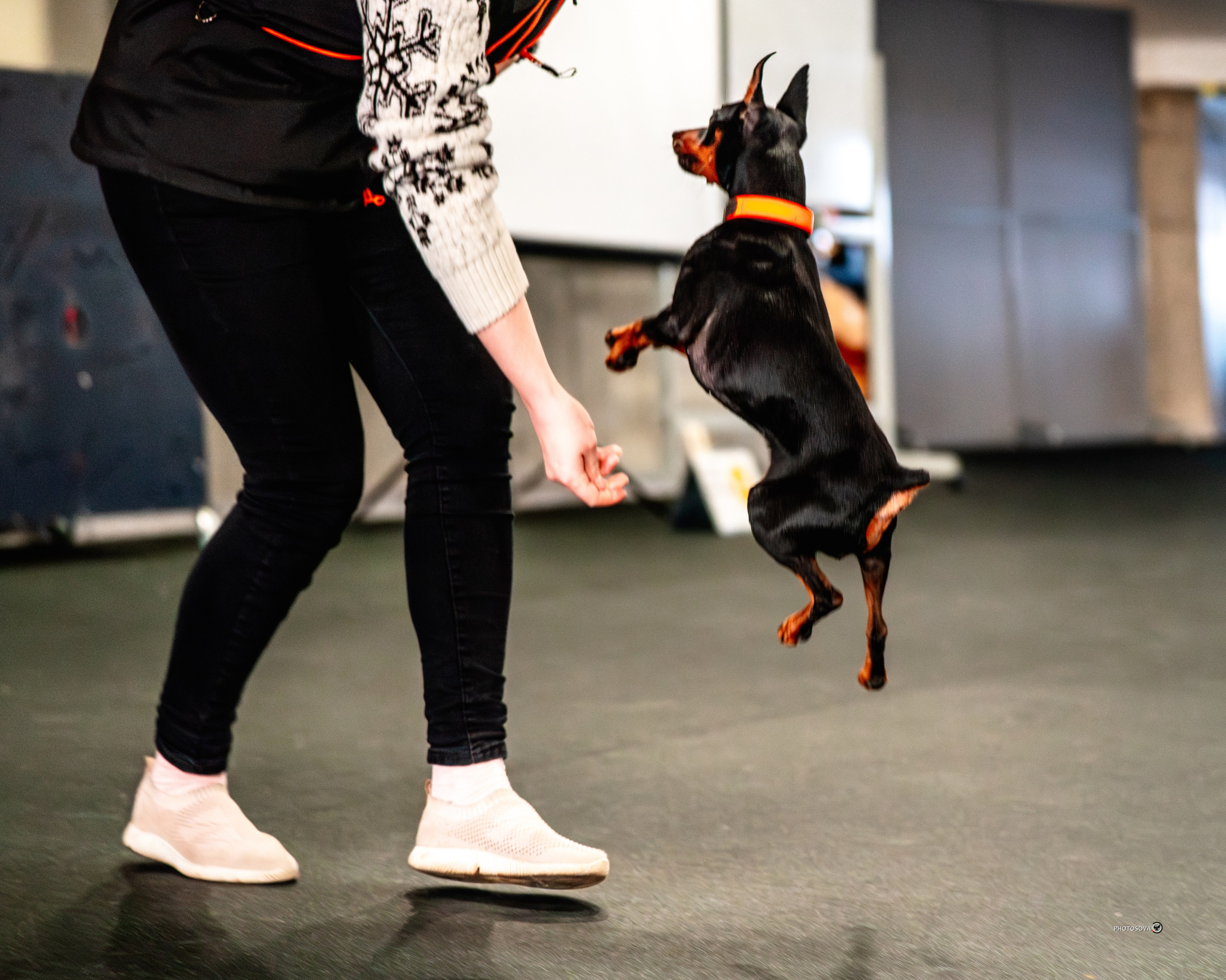 ТЫ И Я (соревнования по ралли-обидиенс). Фотограф-анималист, семейный фотограф в Москве и Подмосковье. Фотосъёмка кинологических дисциплин