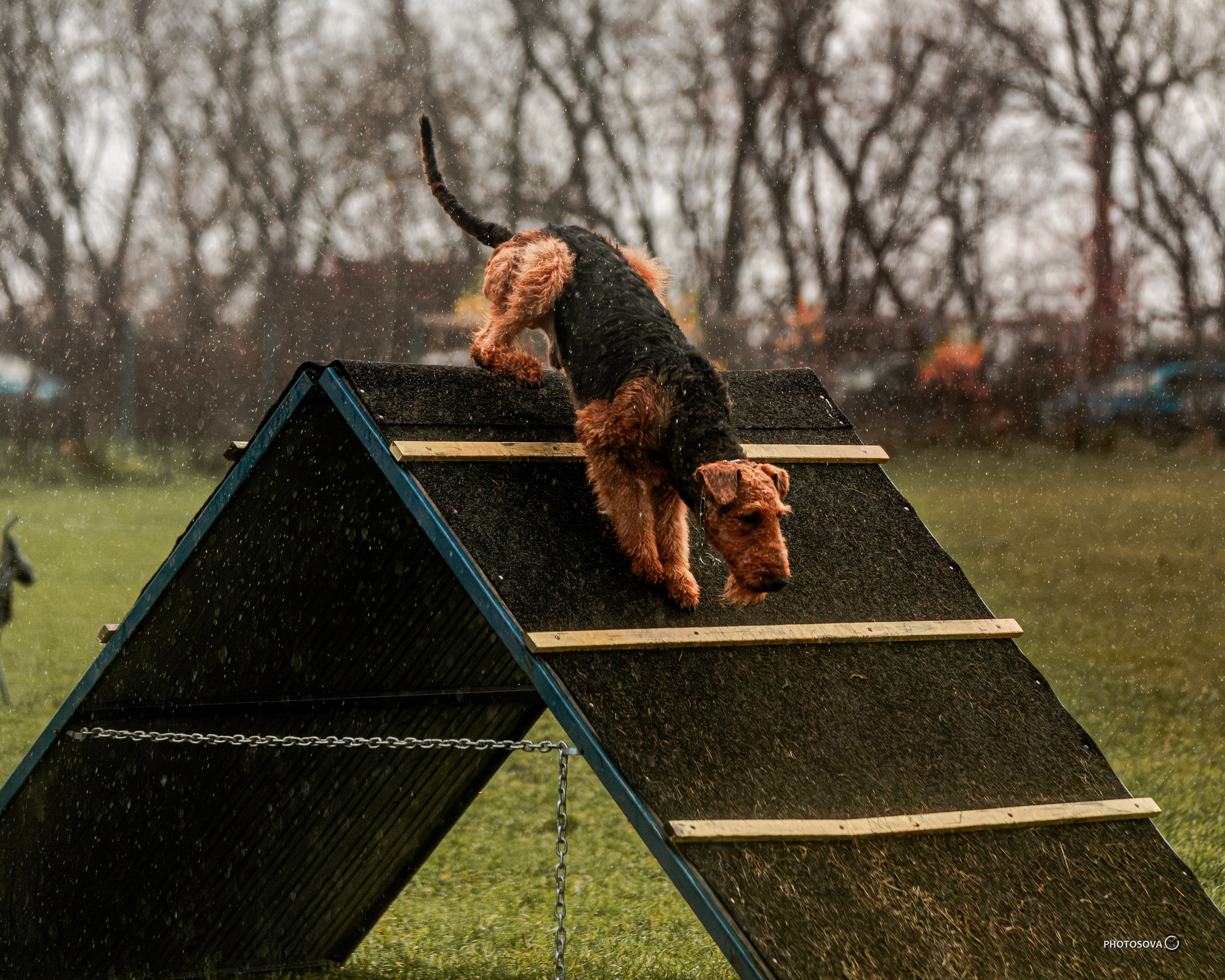 МЫ — КОМАНДА (соревнования) OKD, BH, IBGH, IGP. Фотограф-анималист, семейный фотограф в Москве и Подмосковье. Фотосъёмка кинологических дисциплин