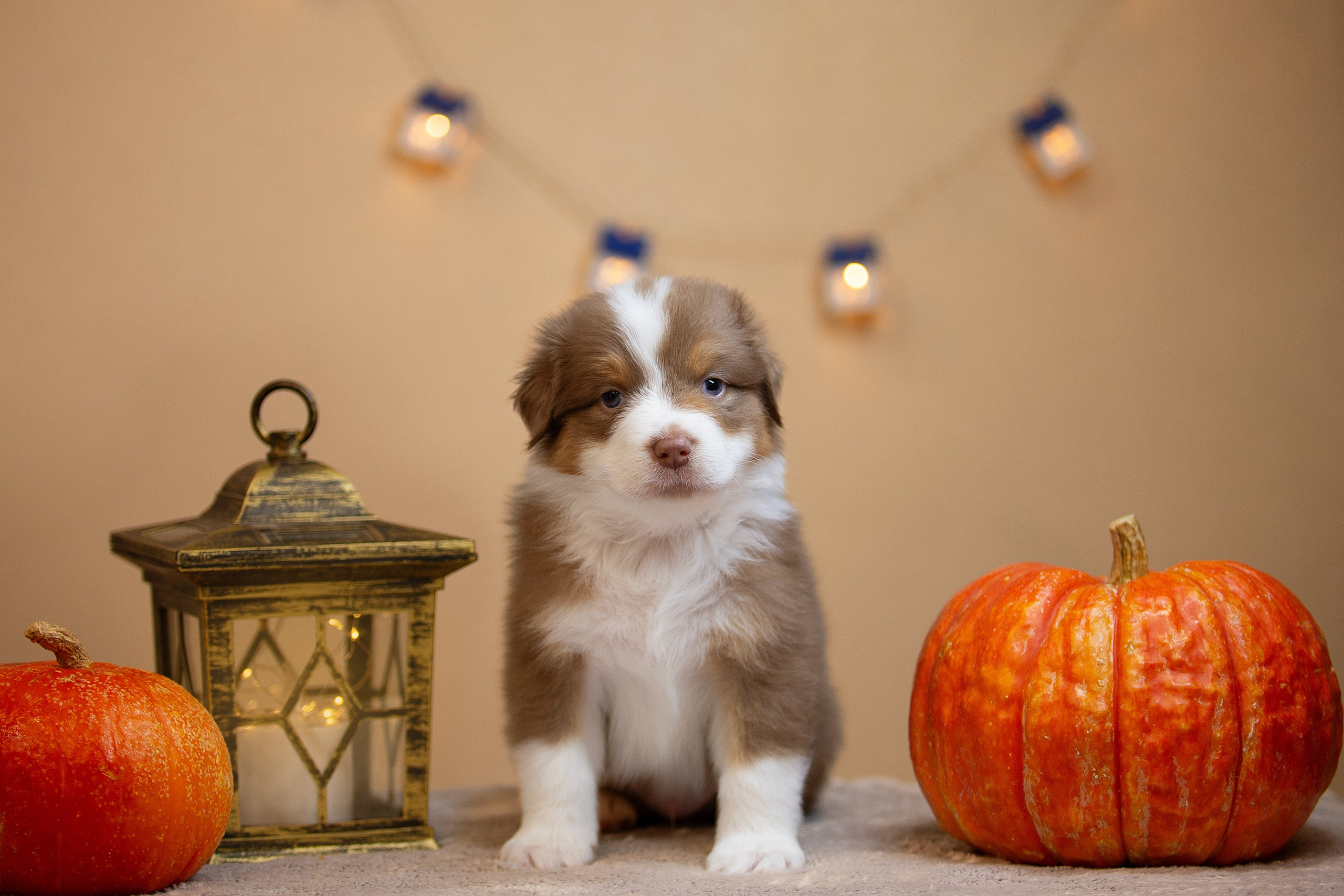 Заводчик Ольга Тутлова. Творческий фотограф Вологда