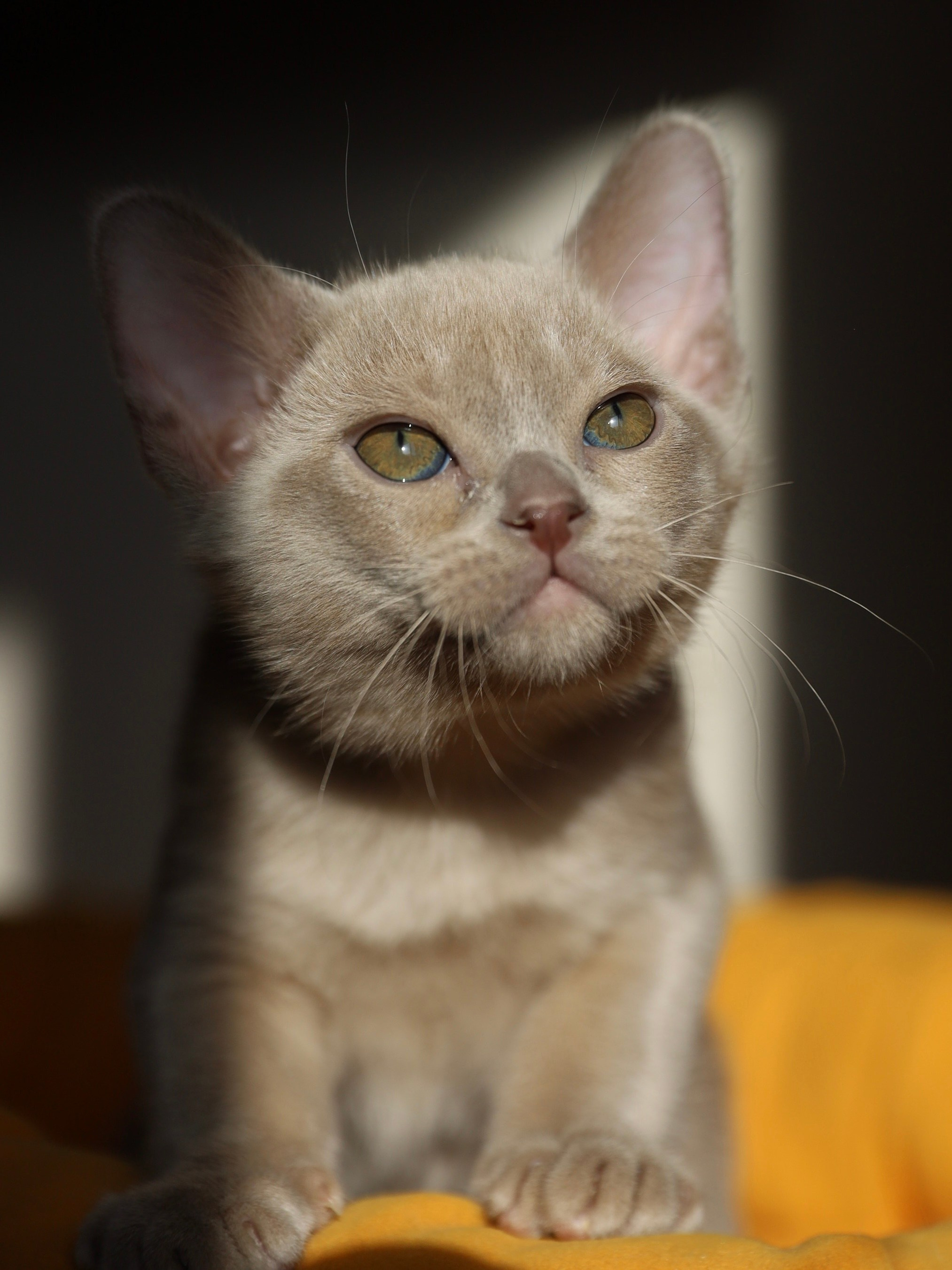 В. Питомник «Bouncy Life»