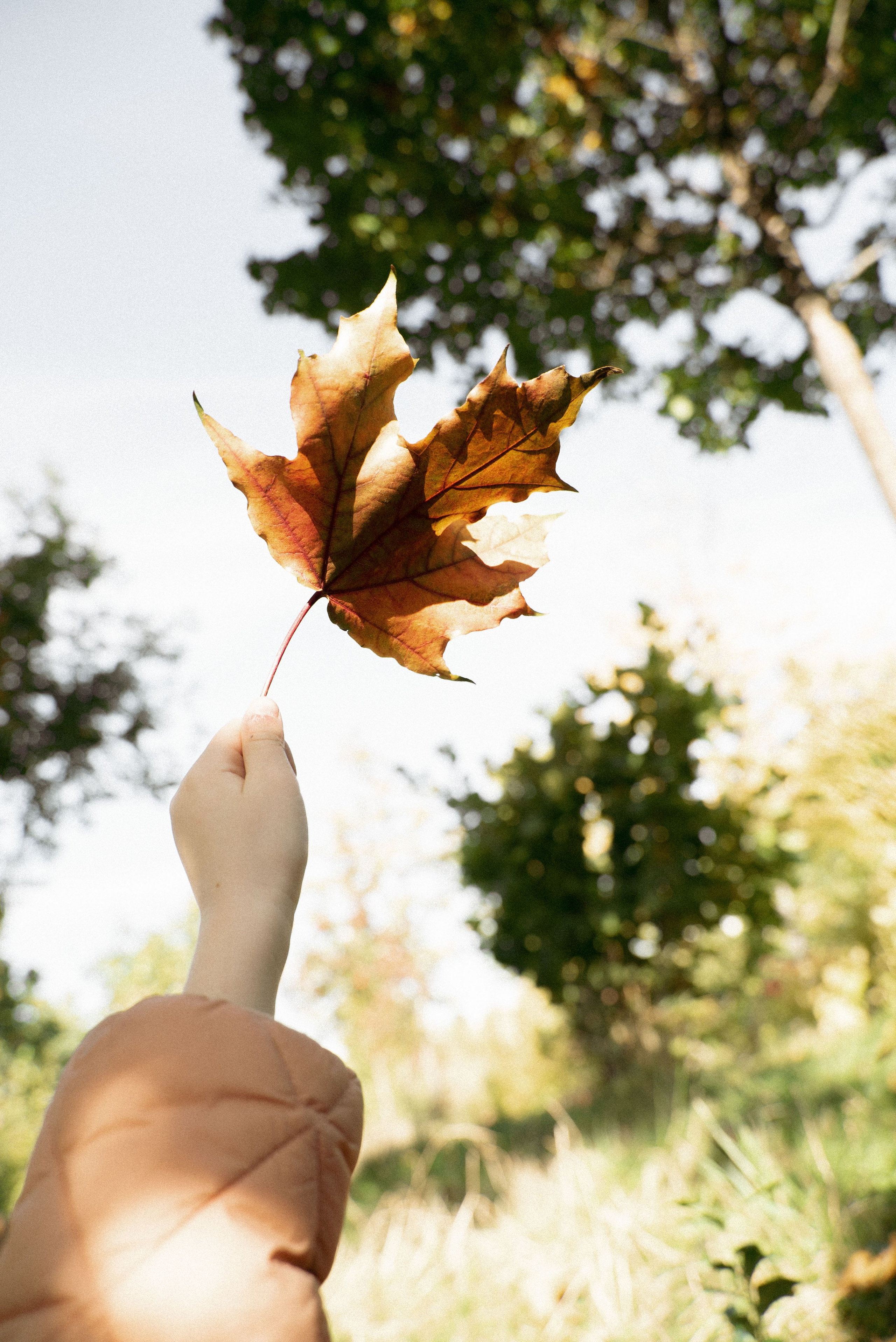 Золотая осень. Видеограф Осинина Татьяна — видеосъемка в Москве