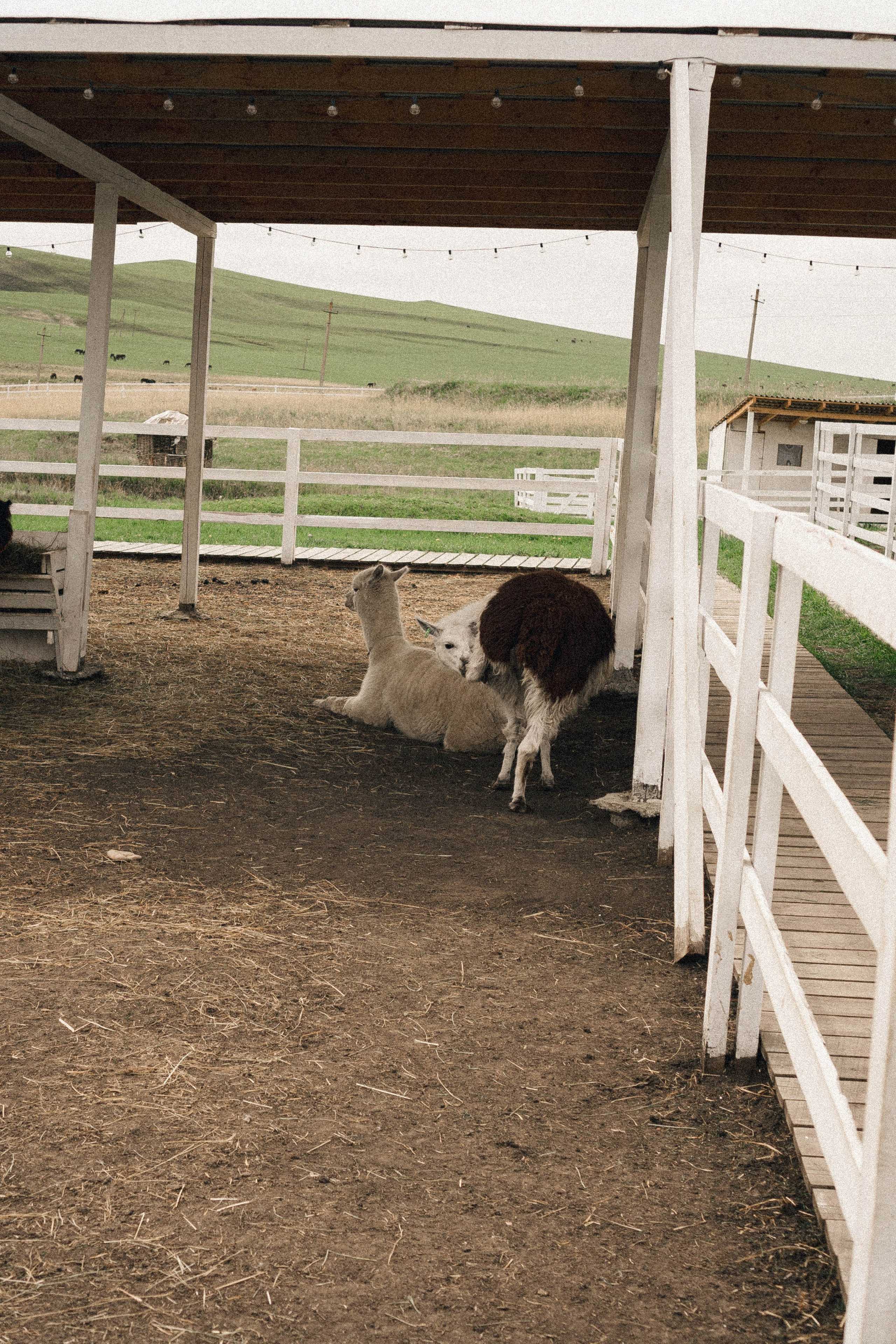 Ферма Альпак. Профессиональный фотограф, Санкт-Петербург — Виктория Богомолова