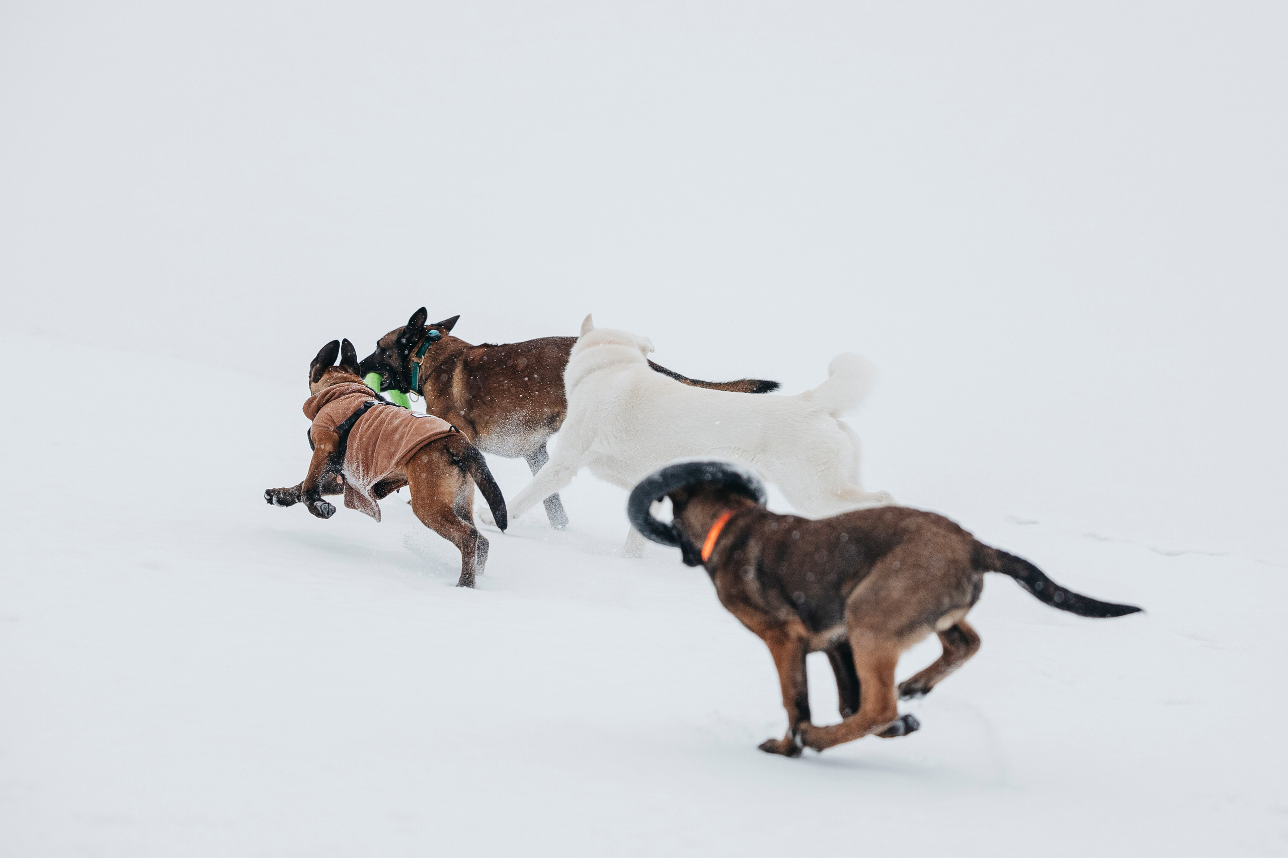 Карьер. Фотограф-анималист Анна Маринич