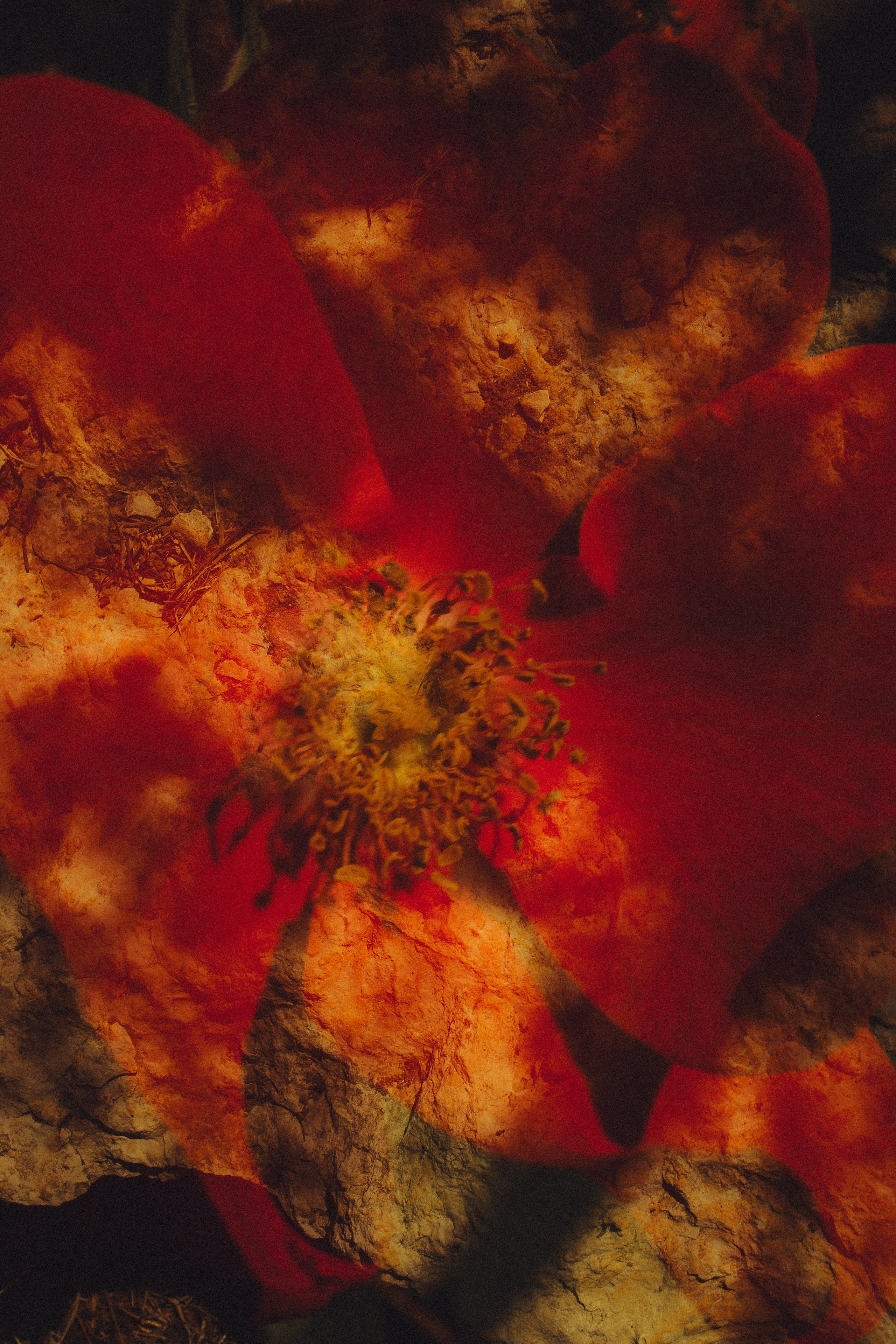 Природа &. Фотохудожник в СПб