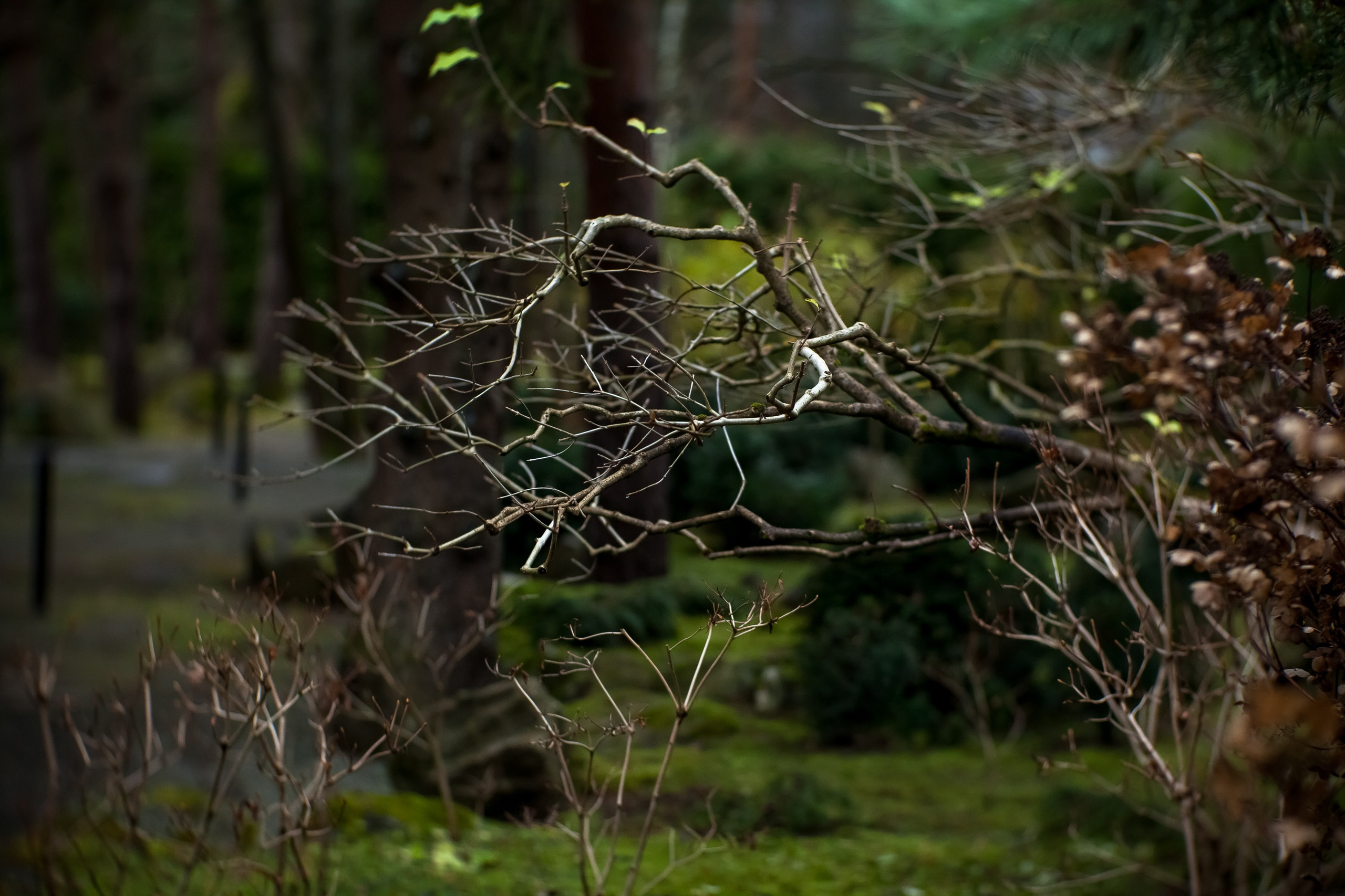 ОСТОРОЖНО МОХ. Туманов Виталий — фотограф Москва