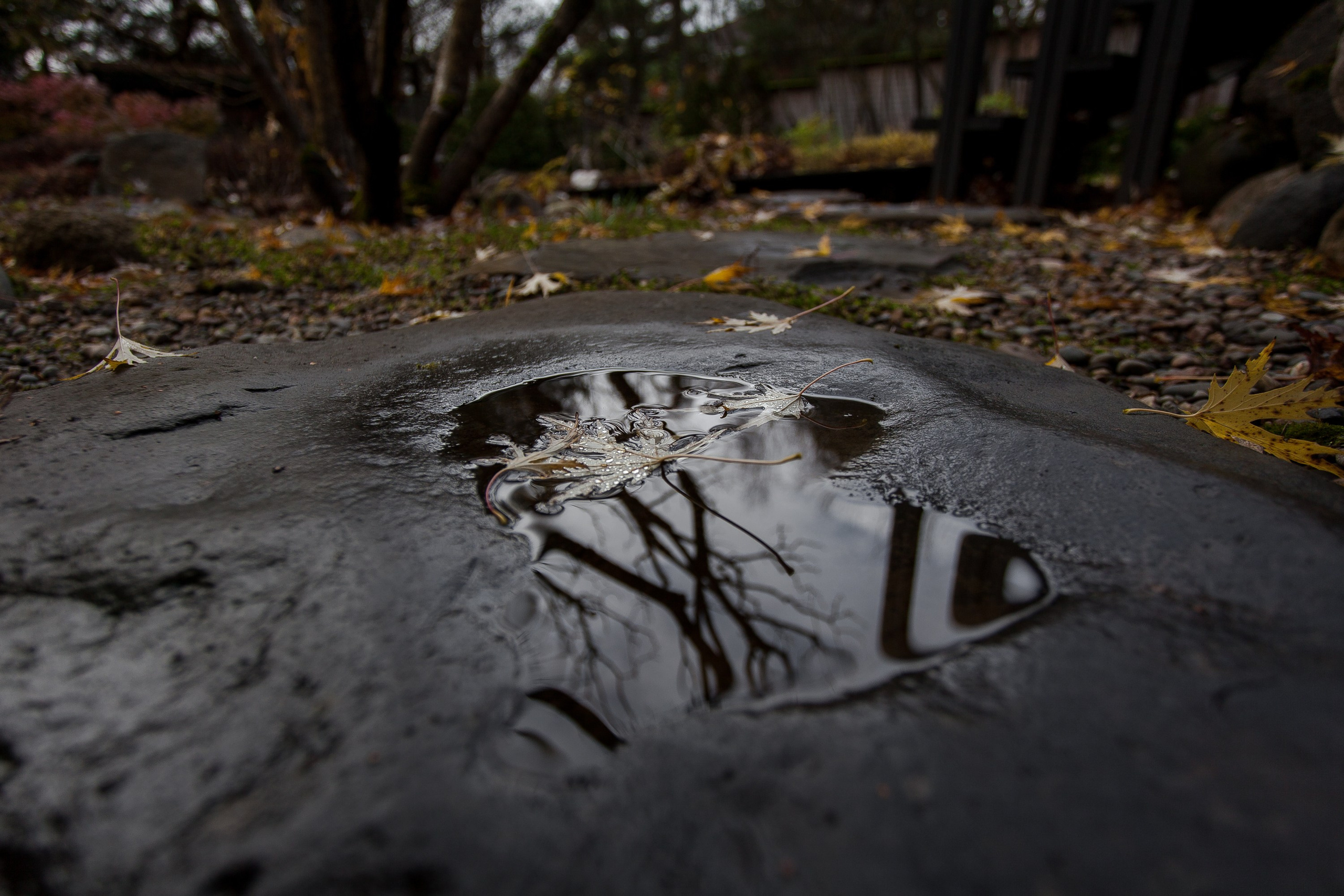 Личный сад Елены Асташкиной (осень). Фотограф Виталий Туманов. Туманов Виталий — фотограф Москва