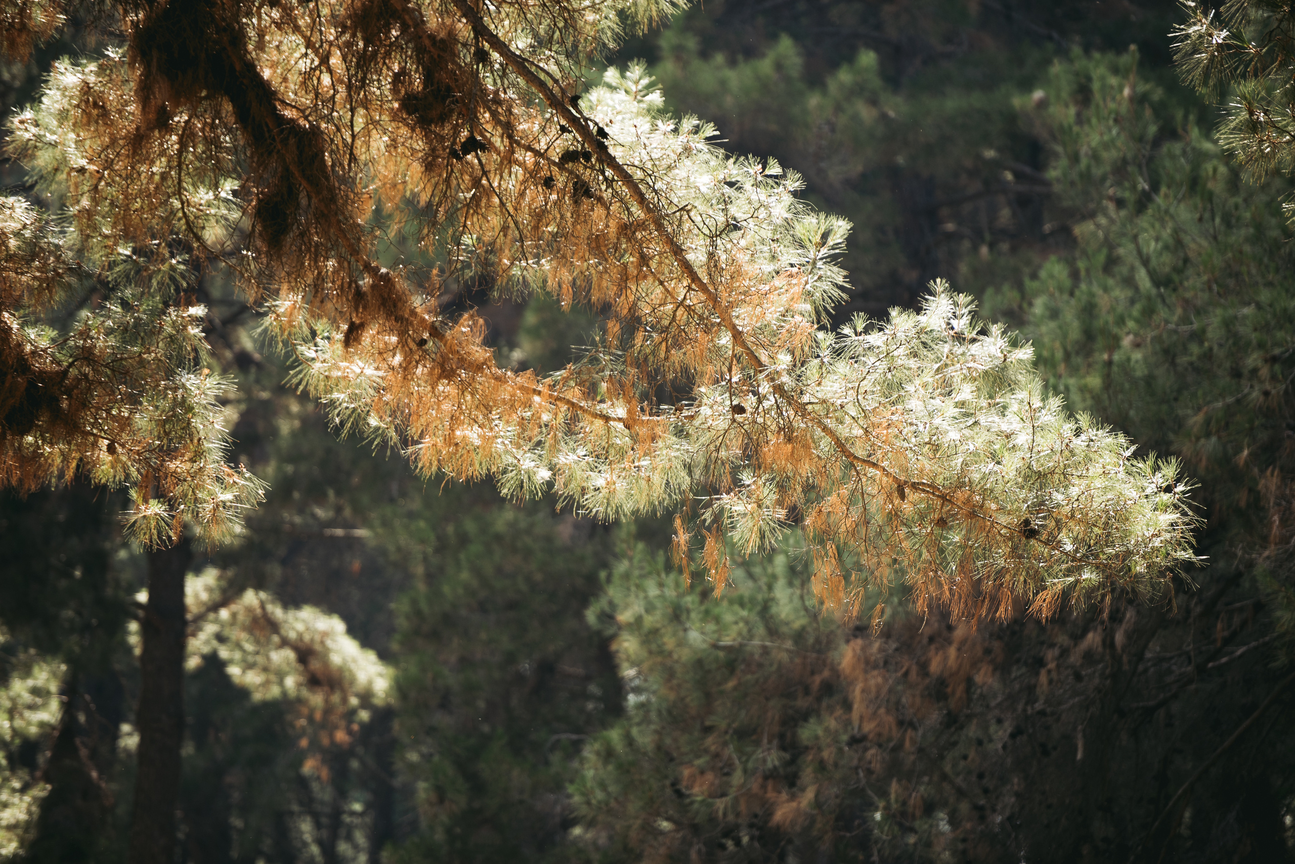 Greece. Главная