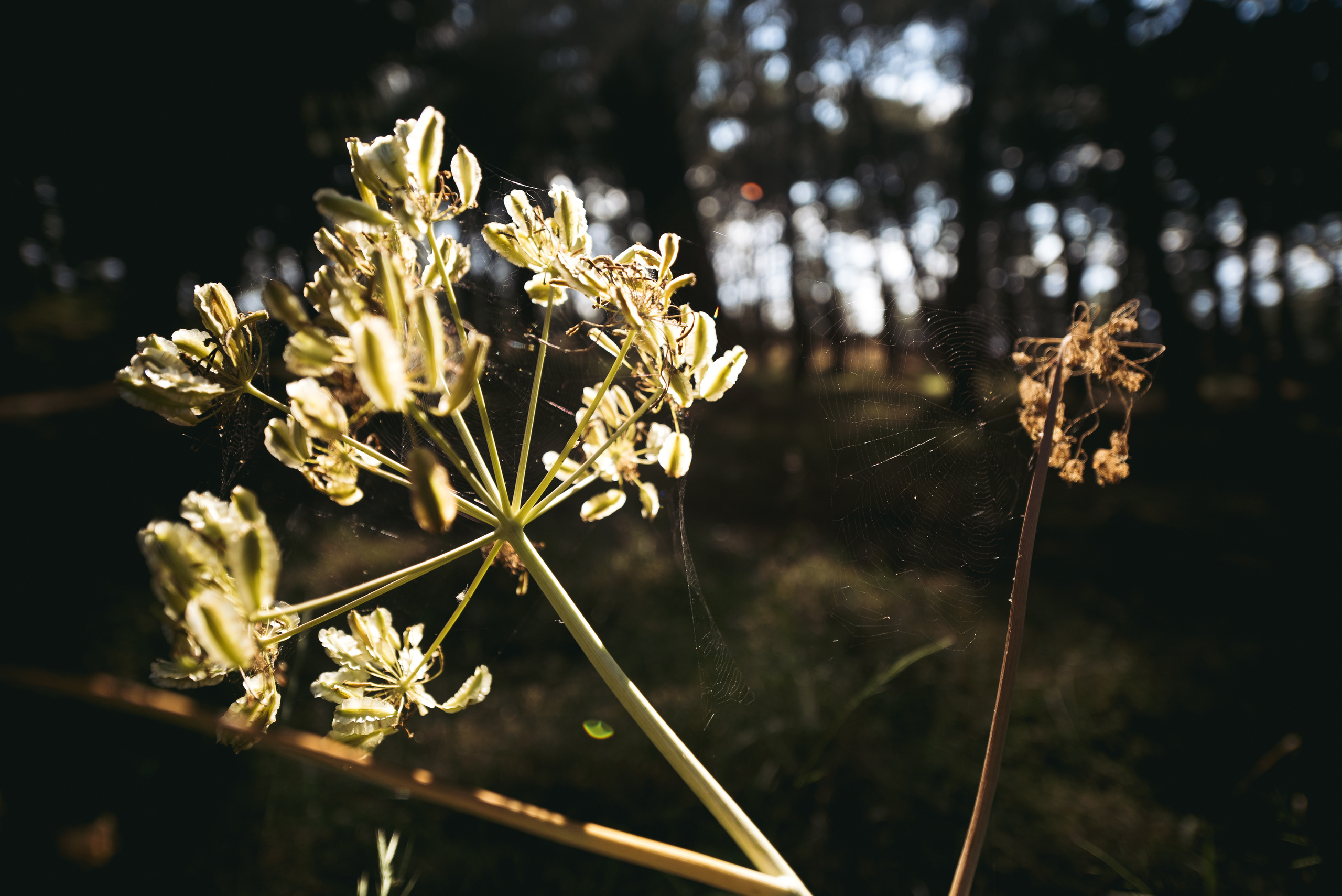 Greece. Главная