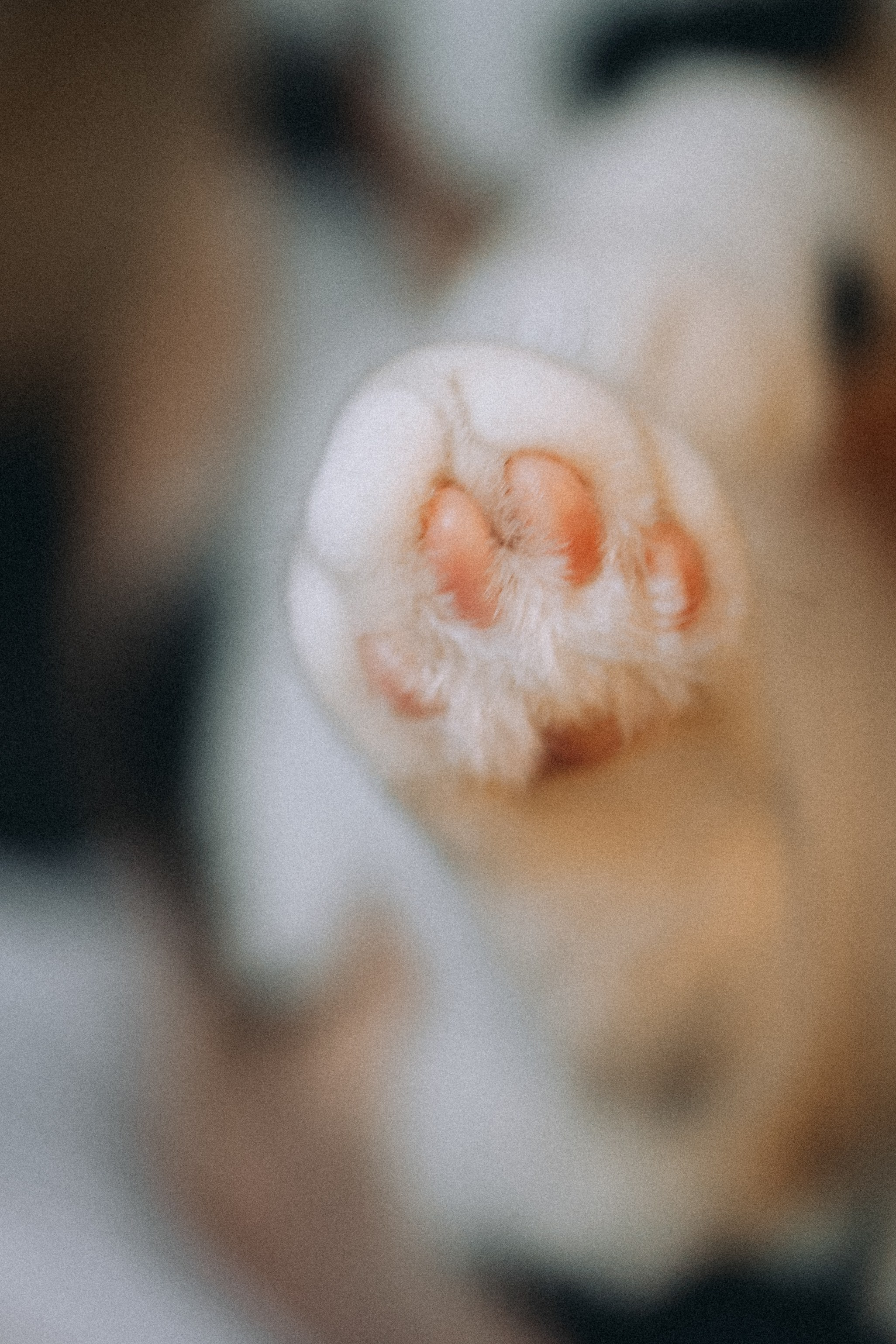 Рыся, Кепа и их семья