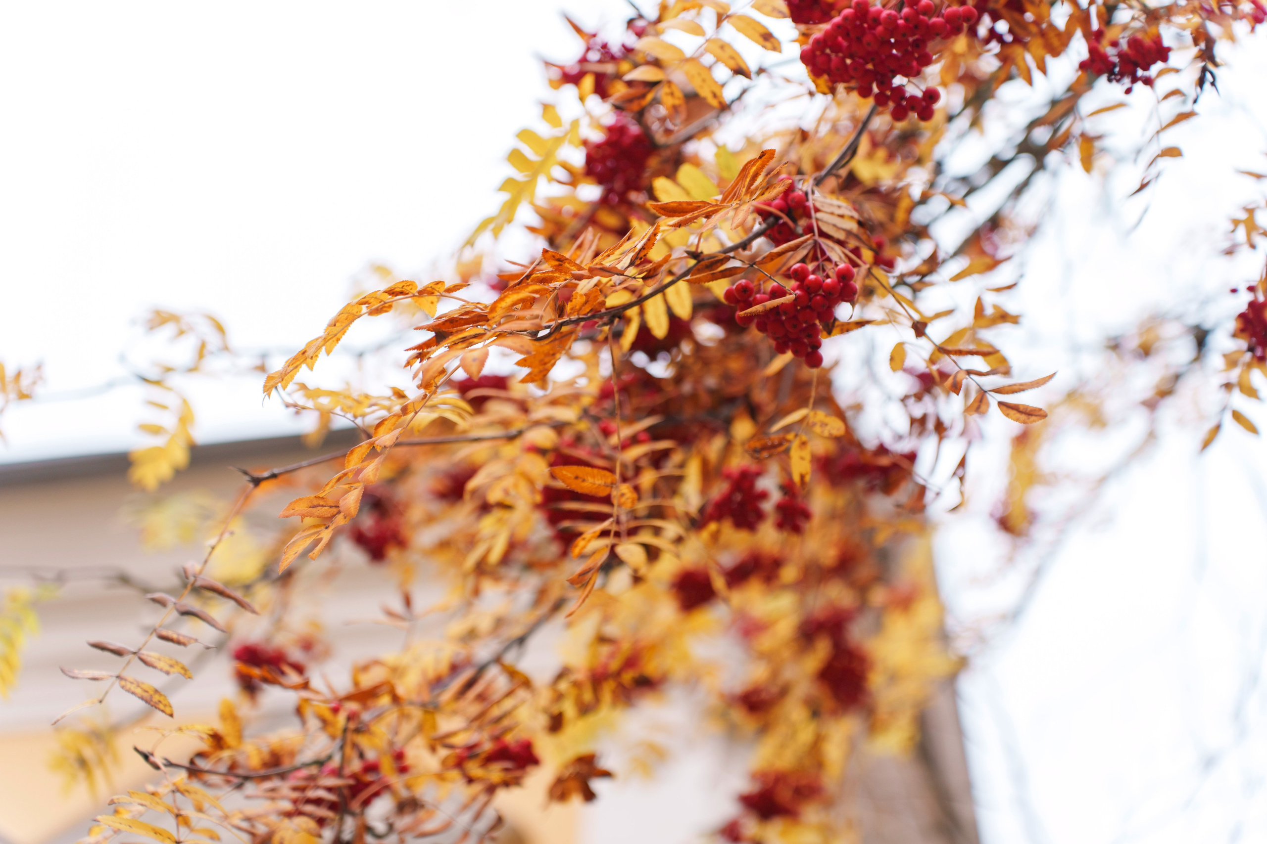 Крестины. Фотограф в Санкт-Петербурге Ибрагимова Алина