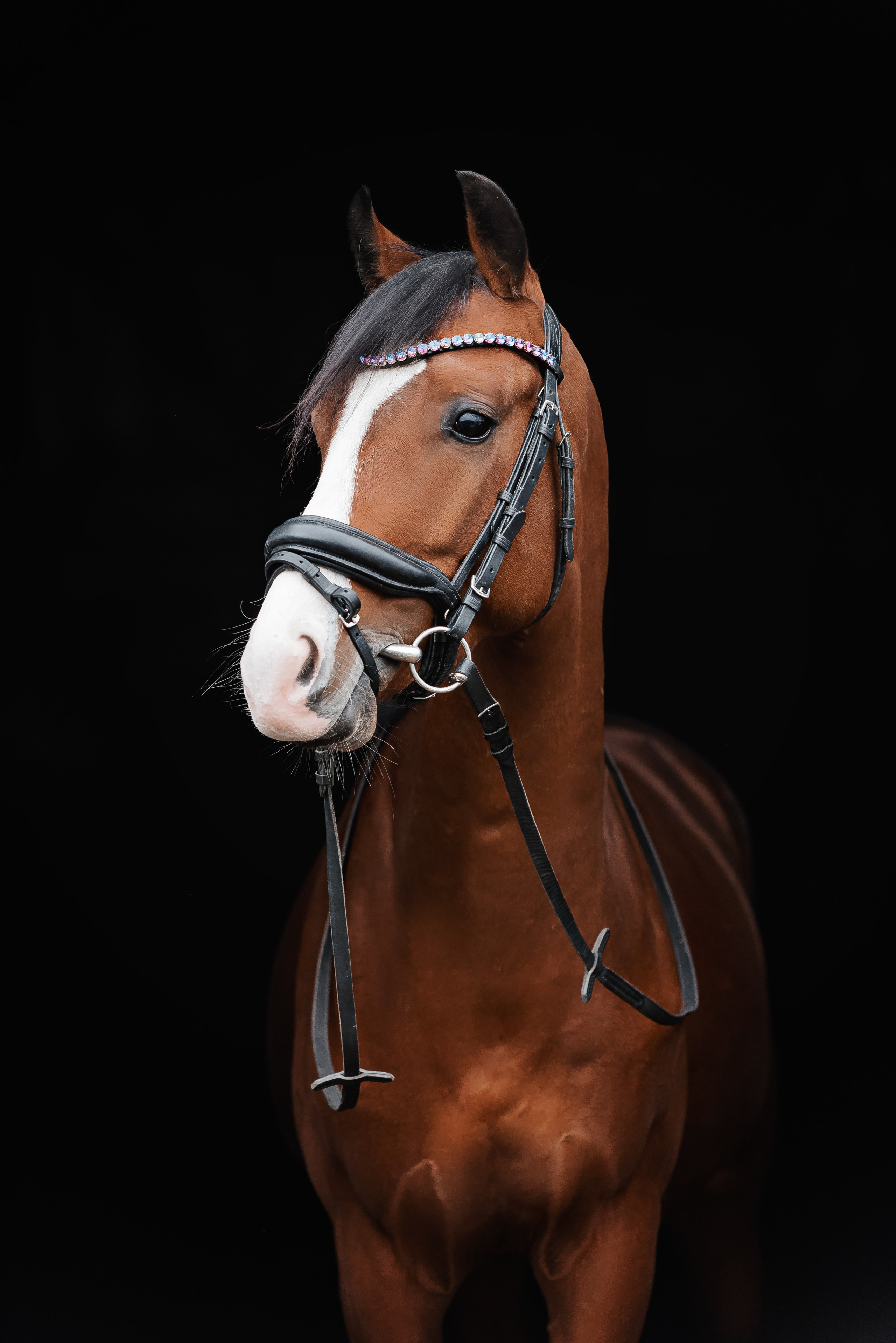 Equiestrian NES. Куракина Дарья • Конный фотограф