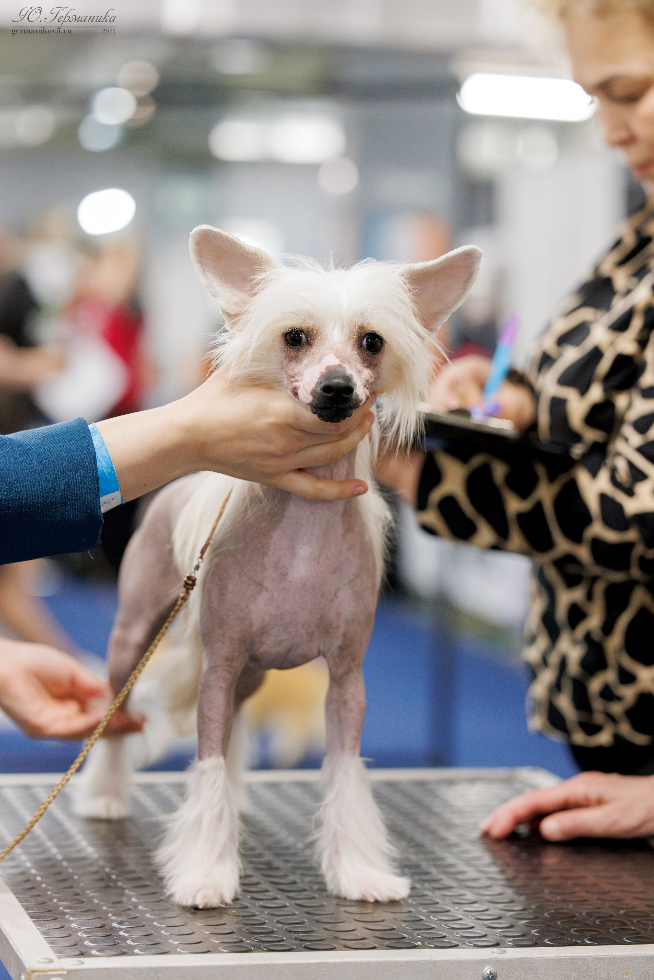 Сфера и Крокус 8,9,16 и 30.03.2025. Фотограф-анималист Юлия Германика