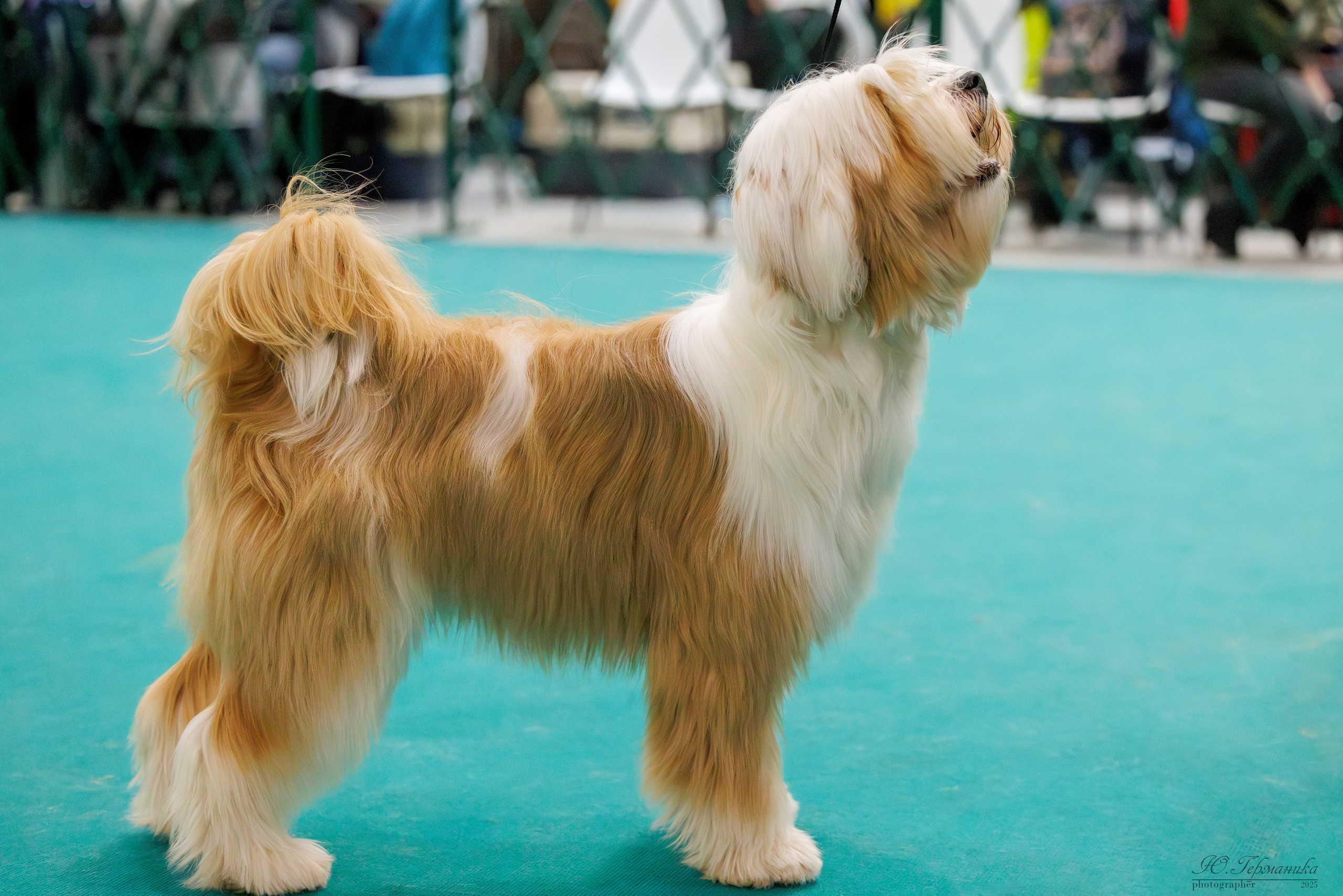 Питер ротвейлеры 18.01,Крокус 19.01.2025. Фотограф-анималист Юлия Германика