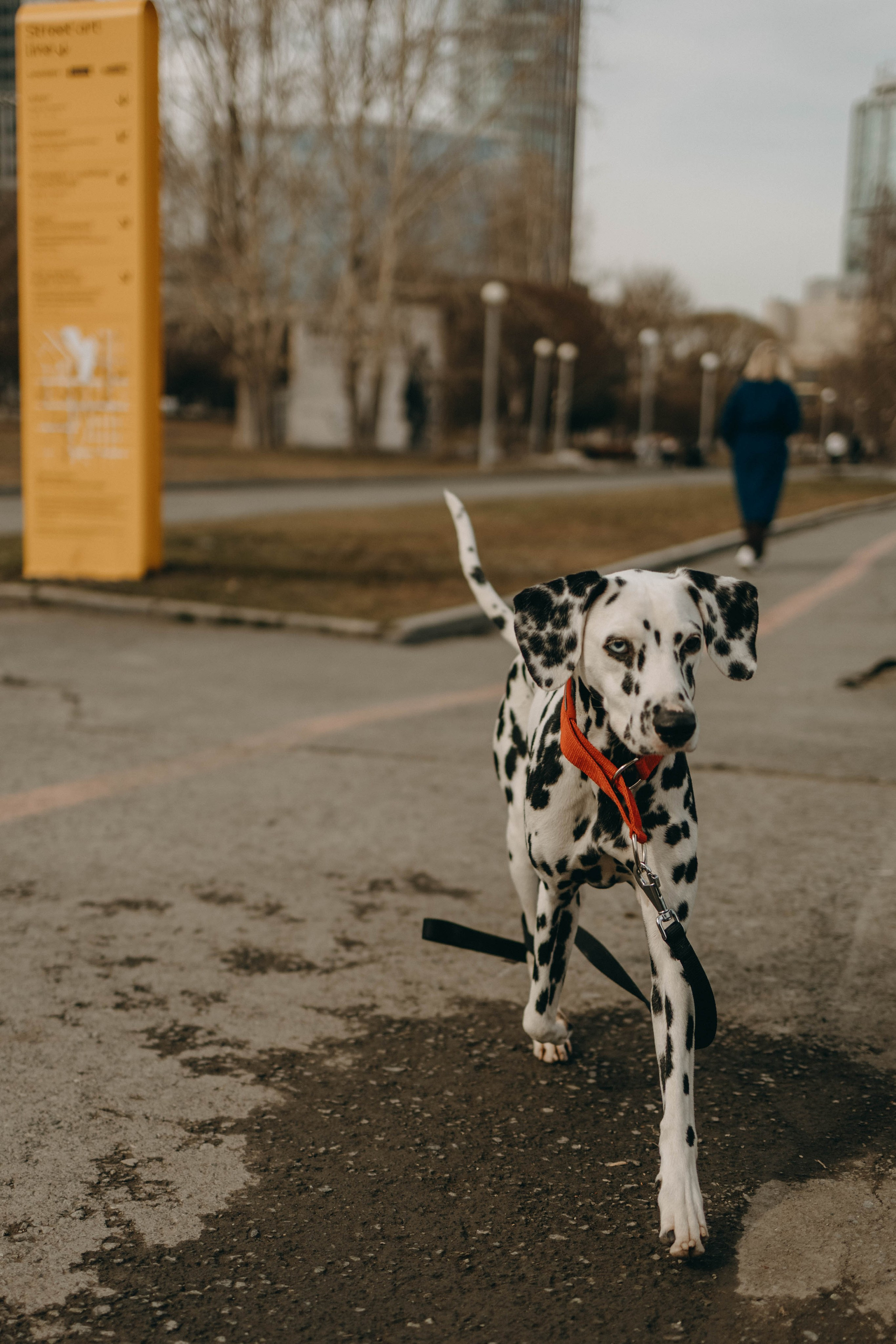 Диана и Лекса. Фотограф-анималист в Екатеринбурге | Кристина