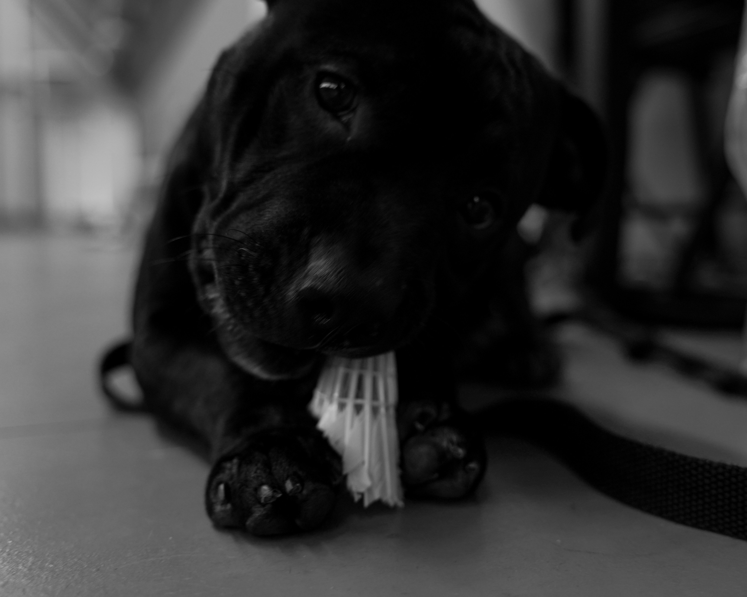 Moscow Badminton Community. Camp. Katyavasileva