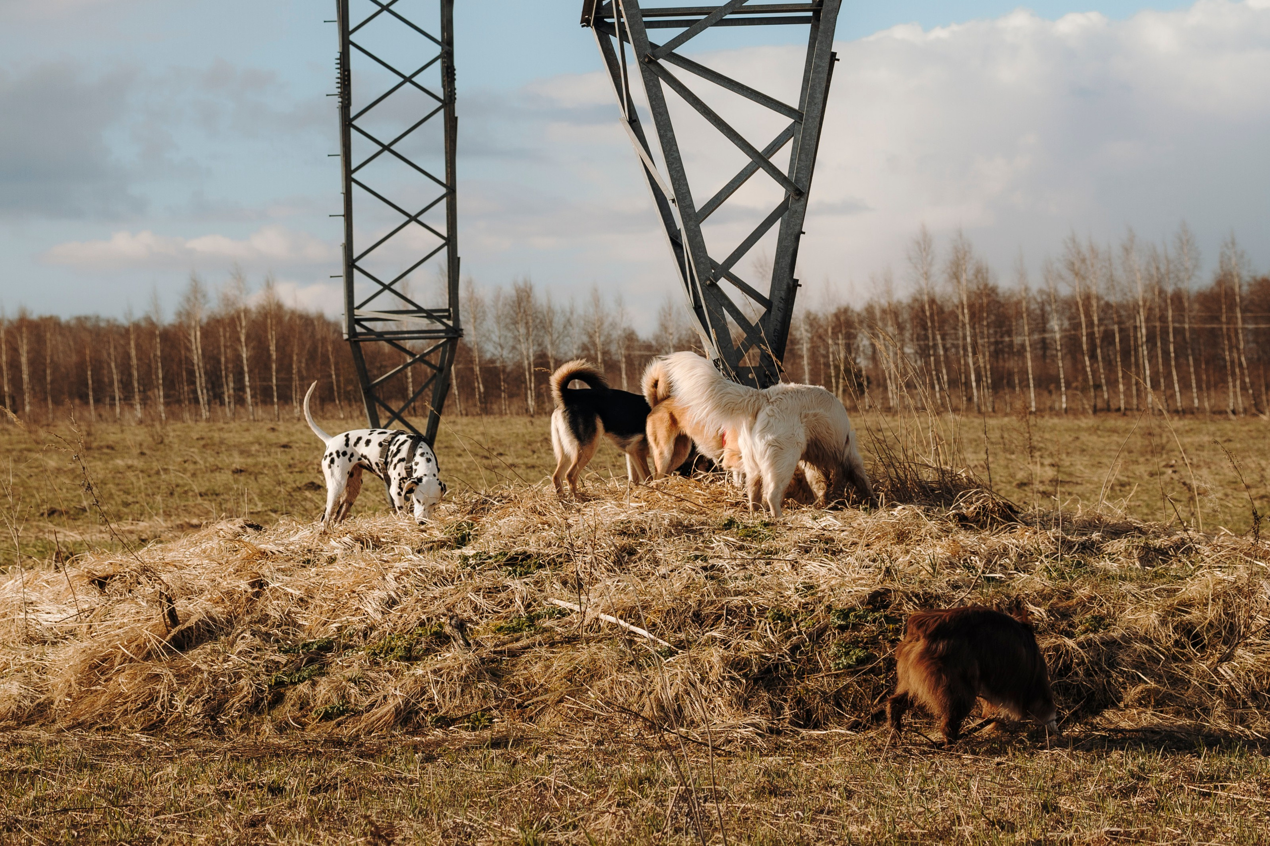 Смена в «DogCamp». Анастасия Белаш