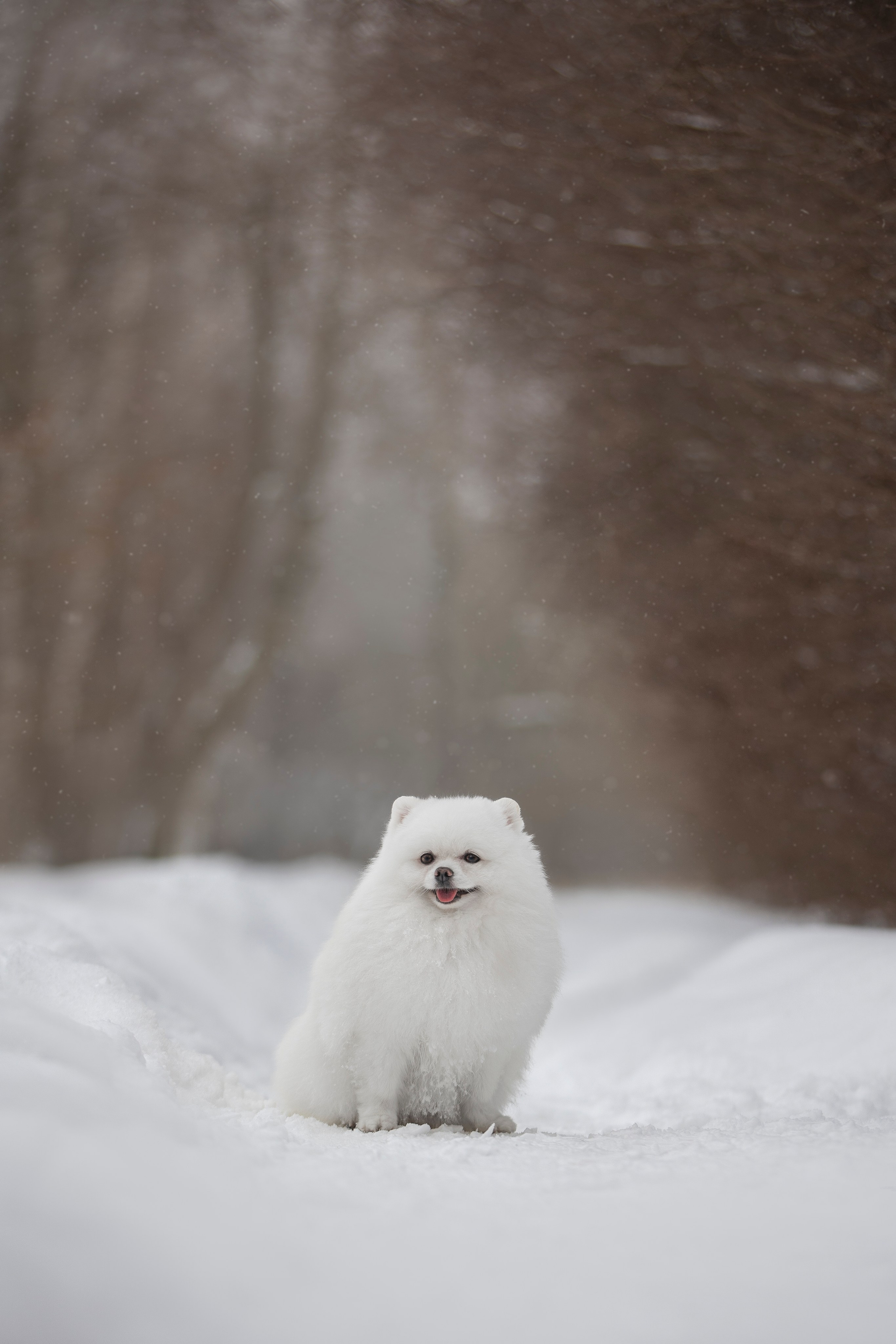 Настя, Игорь, Тесс и Марс. Фотограф анималист в Москве Майорова Евгения